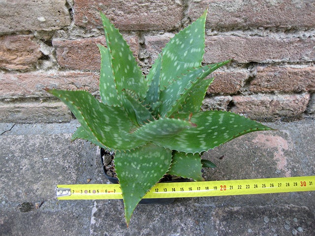 Pianta aloe vera al miglior prezzo | Leroy Merlin