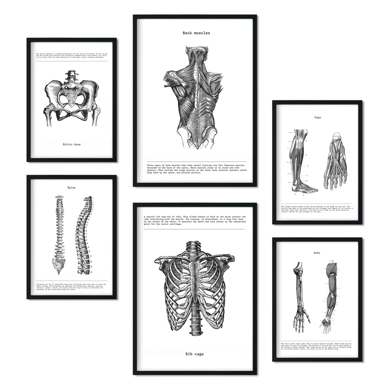 Set de 6 posters de anatomia. coleccion de láminas con estetica collage para la tamanos a3 y a4 sin marco