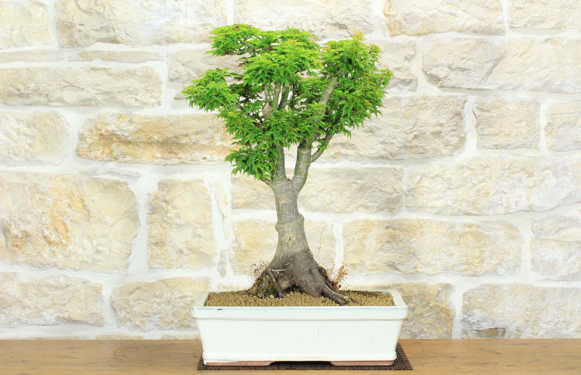 Bonsai di Acero Palmato Shishigashira (9) | Leroy Merlin