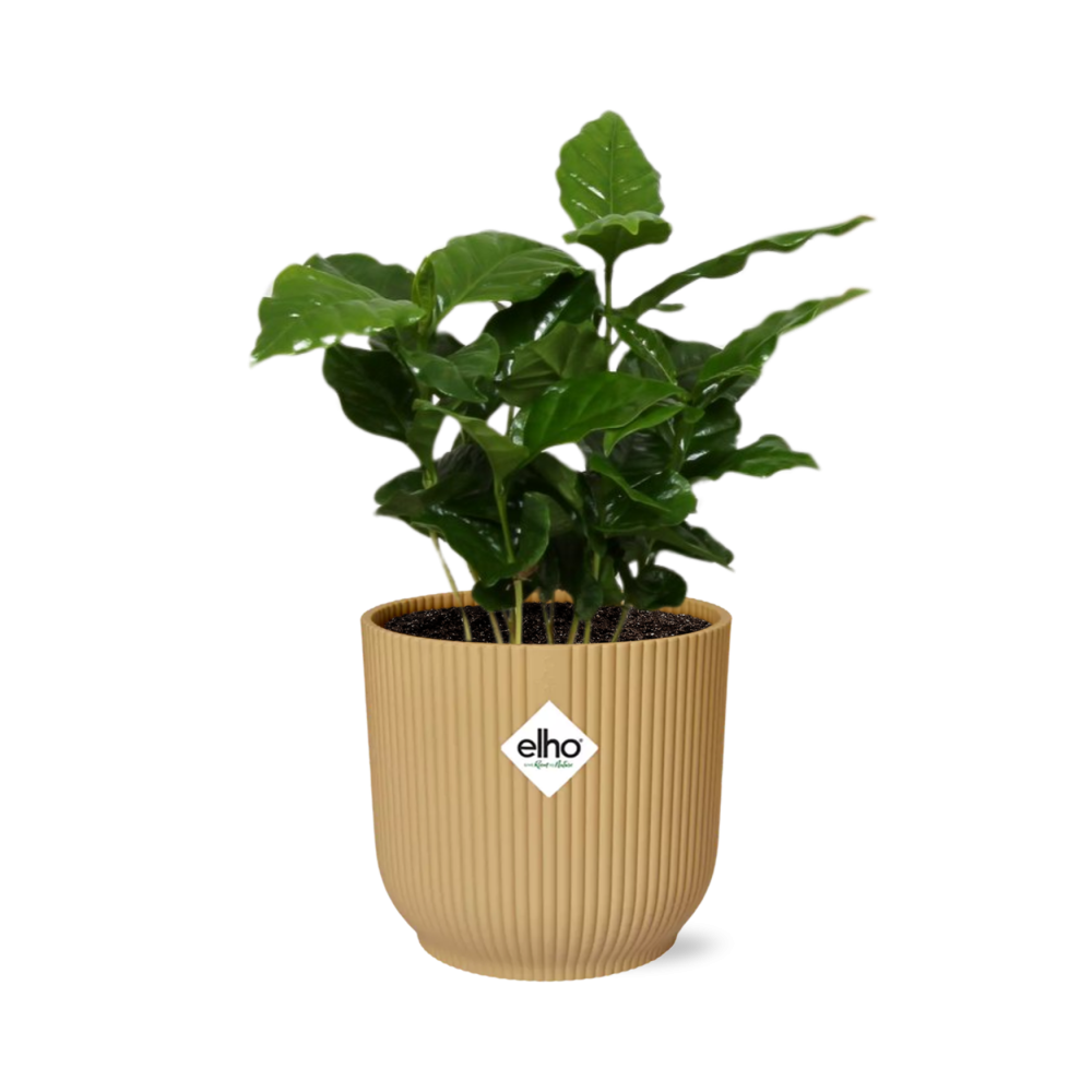 Coffea Arabica w doniczce ELHO Vibes Fold 14cm żółtej – Tropikalna roślina doniczkowa łatwa w pielęgnacji