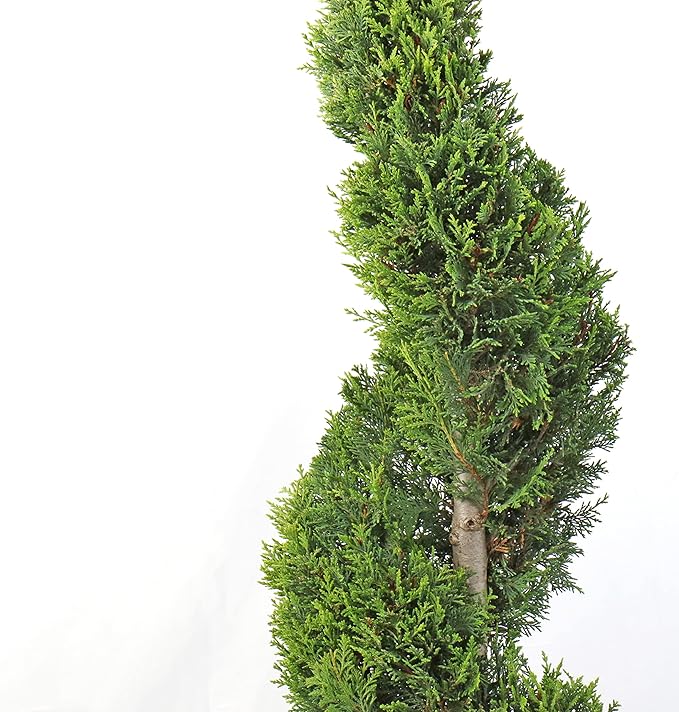 KENTIS - Cyprès Spiralé de Leyland - Cupressocyparis Leylandii - Plantes d'Extérieur Persistantes - Balcon de Jardin - H 140/160 cm Pot Ø 30 cm - 2