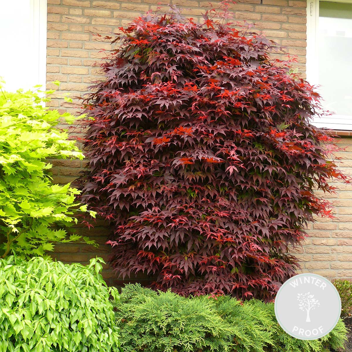 Acer palmatum Atropurpureum - Érable du Japon - Feuillage pourpre - H. 20-30 cm - P. 10,5 cm - 2