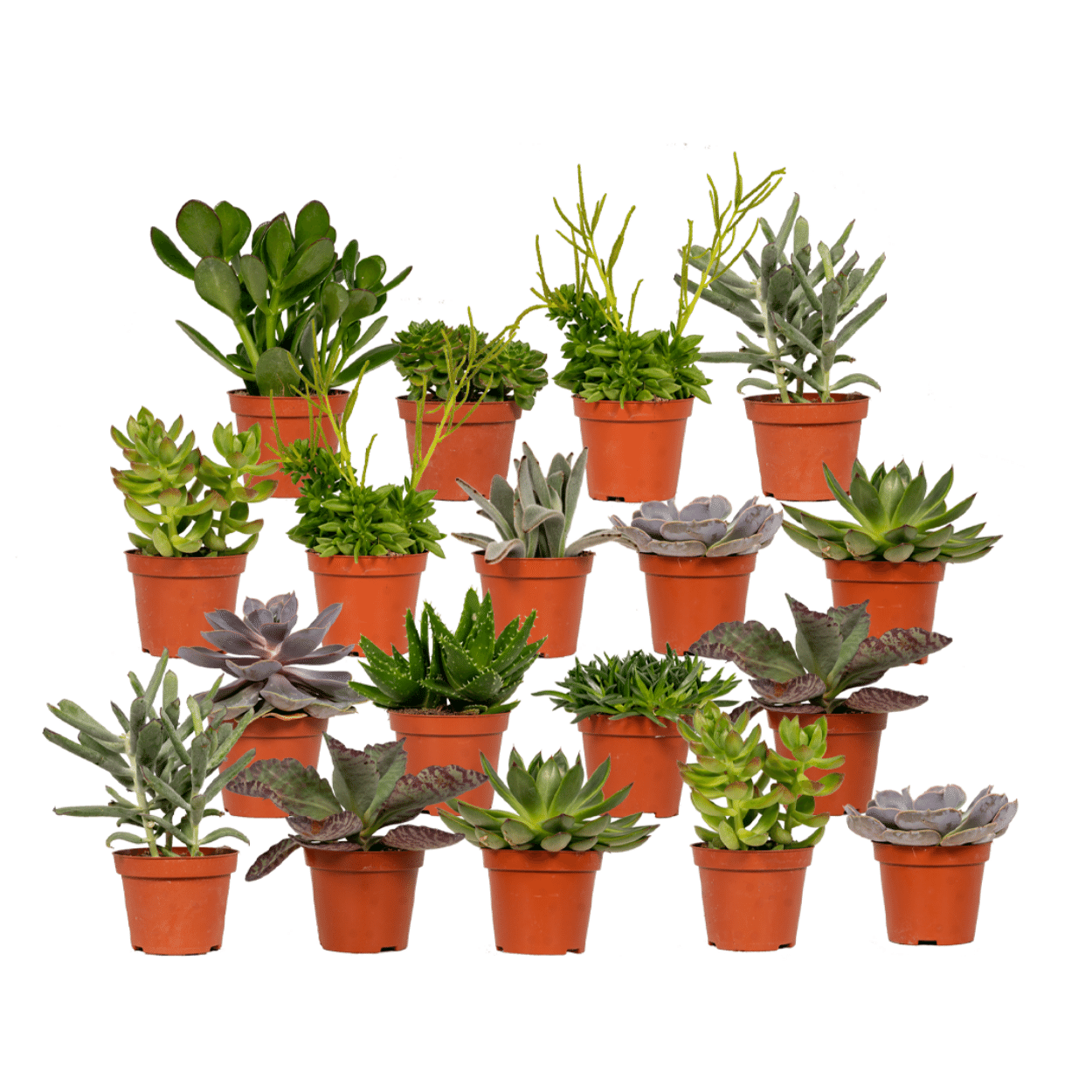 Everspring Mix de Succulentes 18 pièces Pot 10cm Hauteur 8,518cm — free download