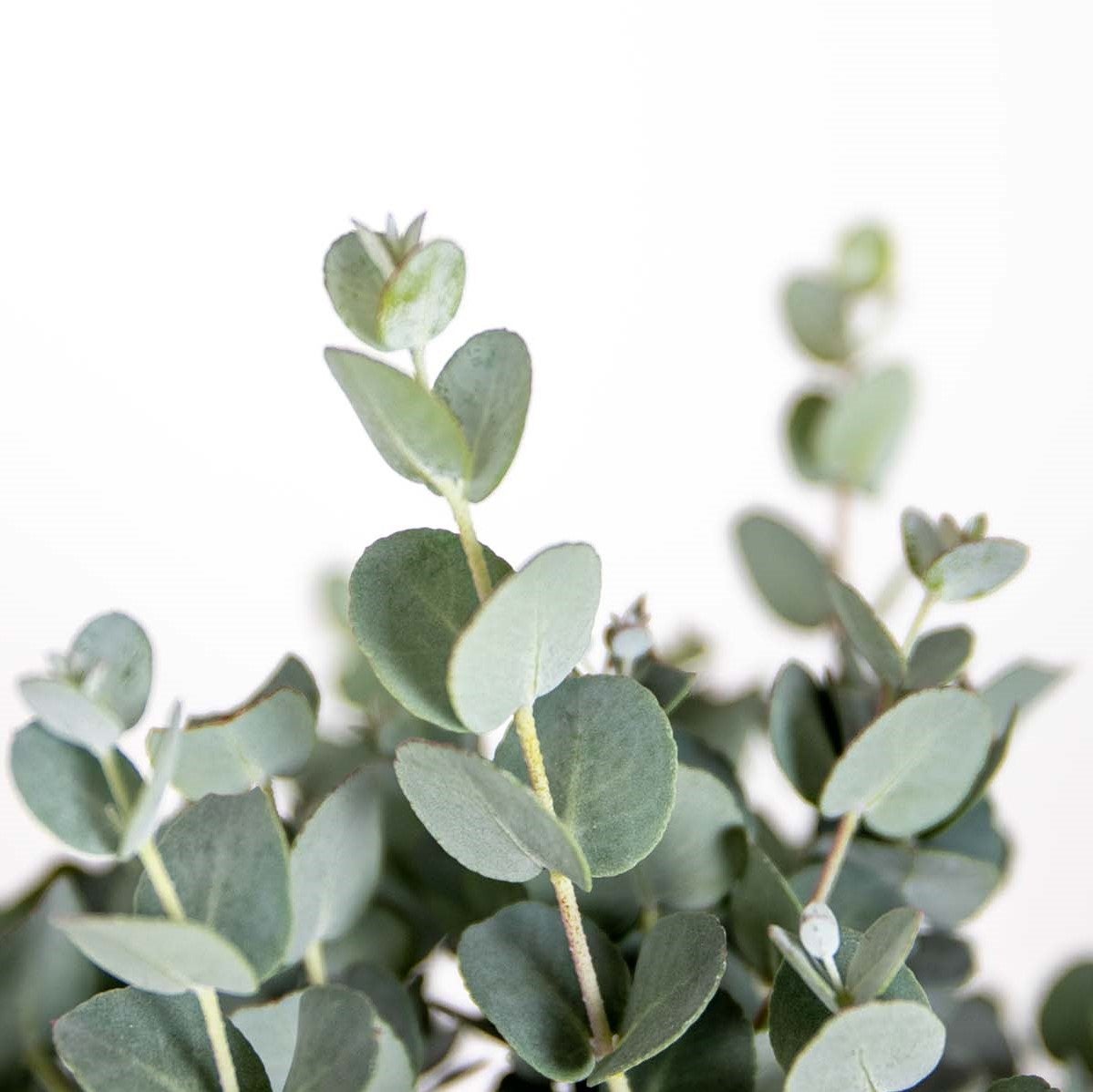 Eucalyptus gunnii - Gommier - Arbuste - Persistant - Hauteur 40-50 cm - 3