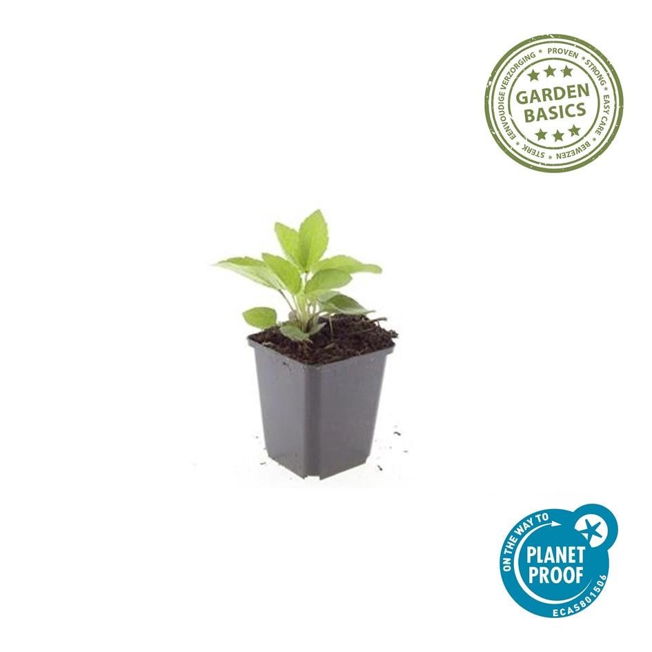 24x Plante Rudbeckia fulgida 'Goldsturm' - ↕10-25cm (hauteur) - Ø9cm (diamètre)– ComfortXL Green - 4