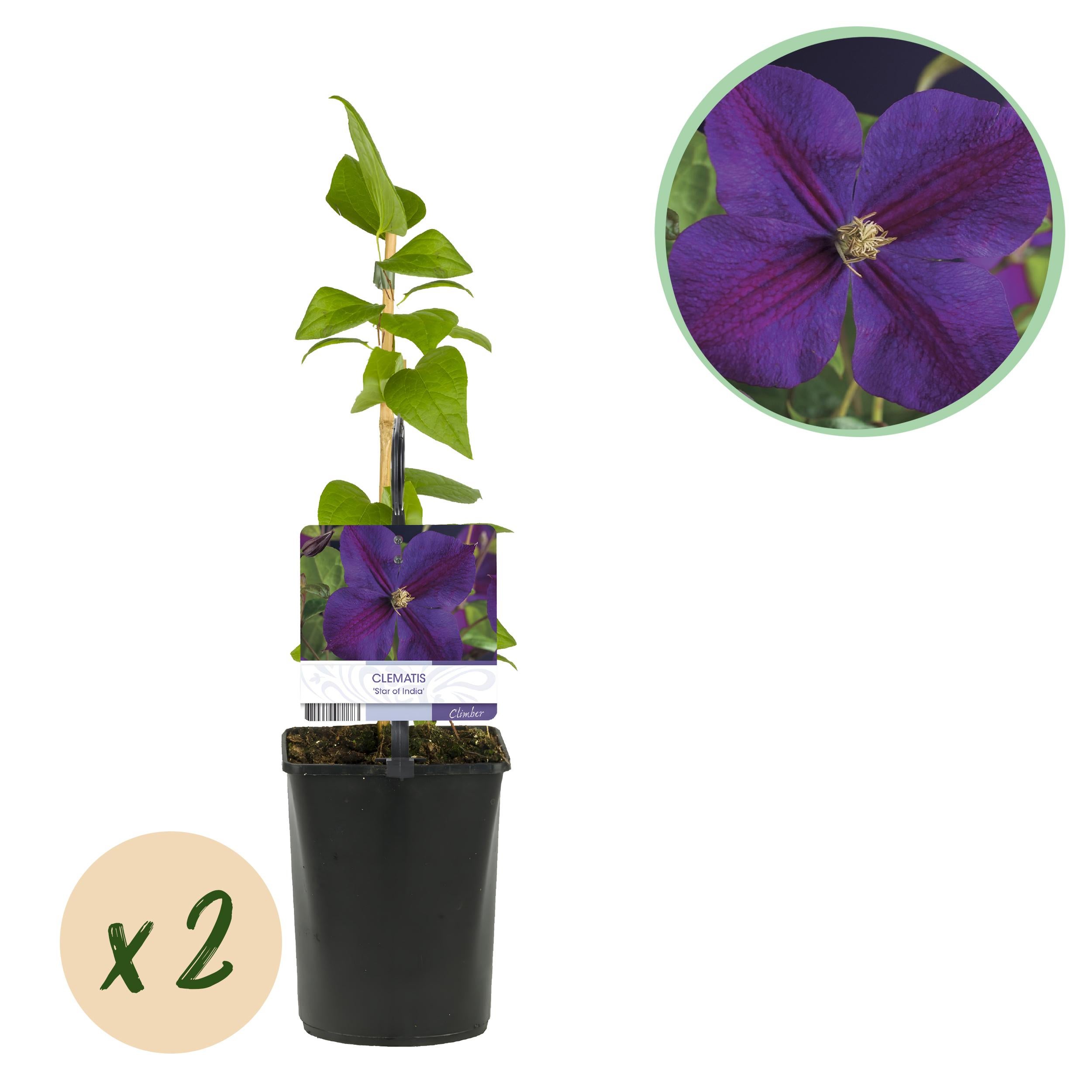 Green boutiQ Clematis Star of India różowa – Pnącze łatwe w pielęgnacji – 2 rośliny – Doniczka 11 cm – 40 cm