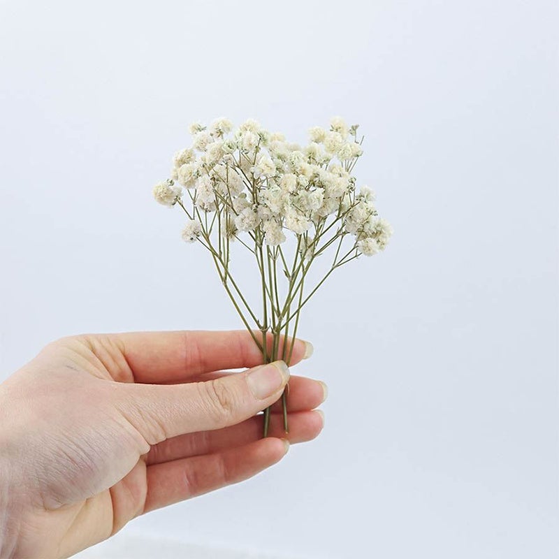 50 tiges de gypsophile séchée – bouquet blanc naturel pour mariages, vases, déco maison. - 5