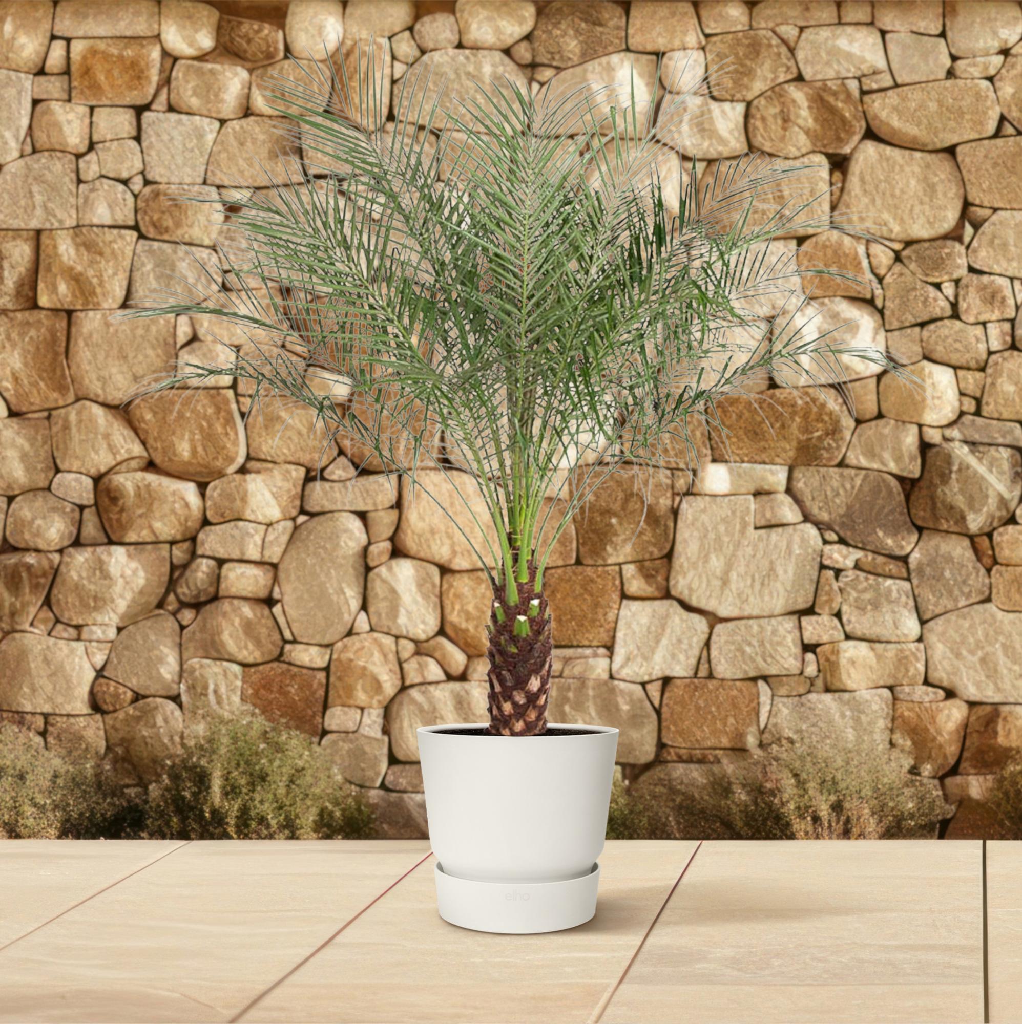 Palmier Phoenix Roebelenii – 160 cm – Ø27 cm– MOSELOTA Green - 4