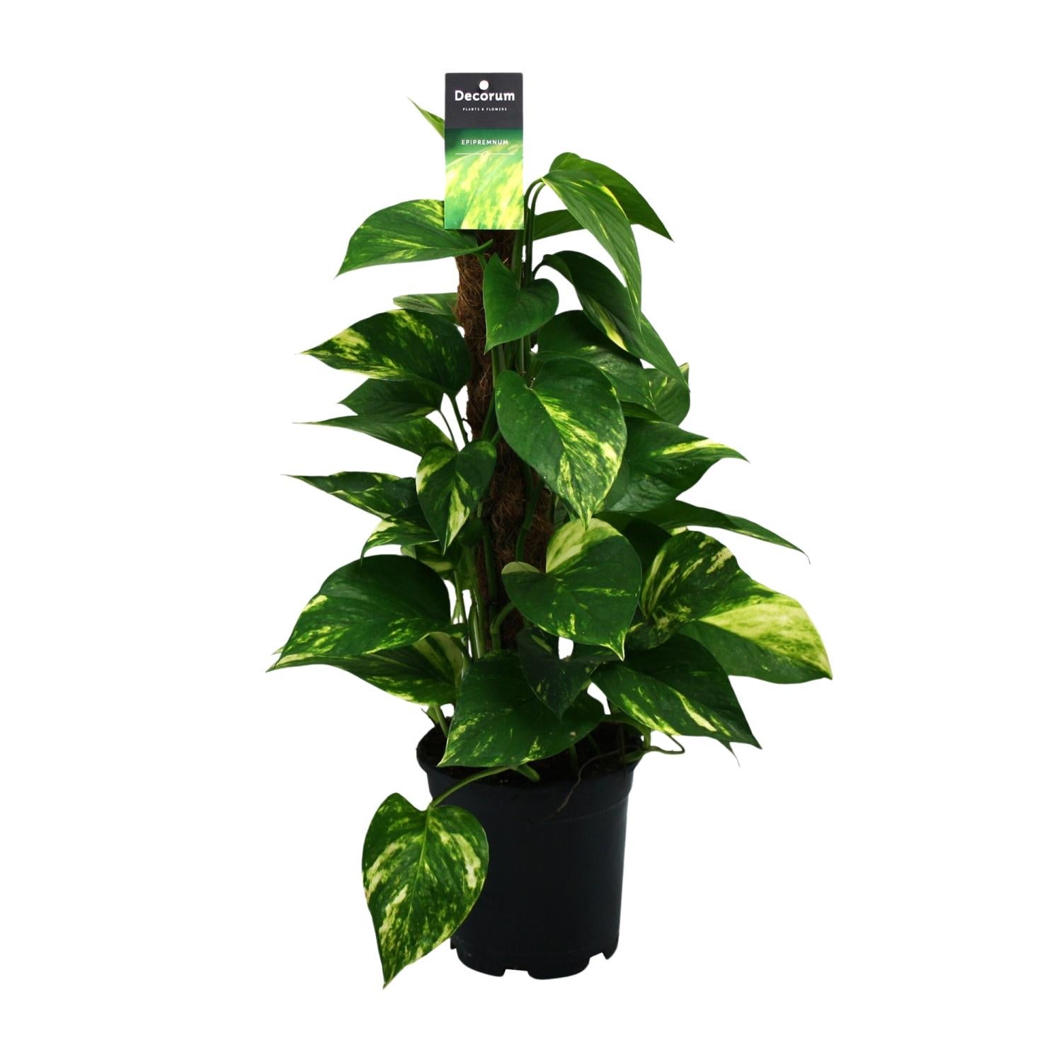 Scindapsus (Epipremnum) doniczka Ø15cm wysokość 50cm – Roślina domowa łatwa w pielęgnacji
