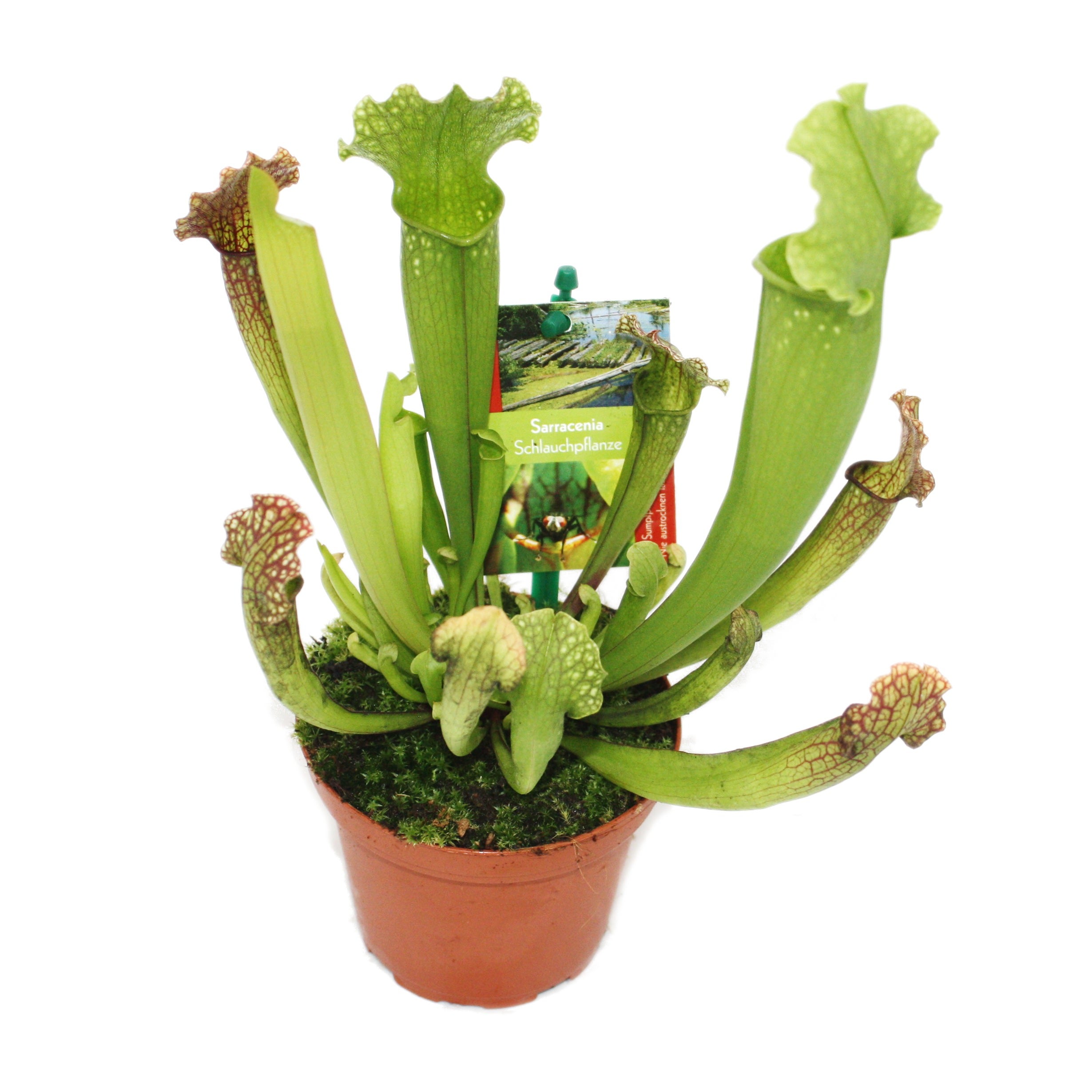 Pianta brocca - Sarracenia - vaso 9cm - 2