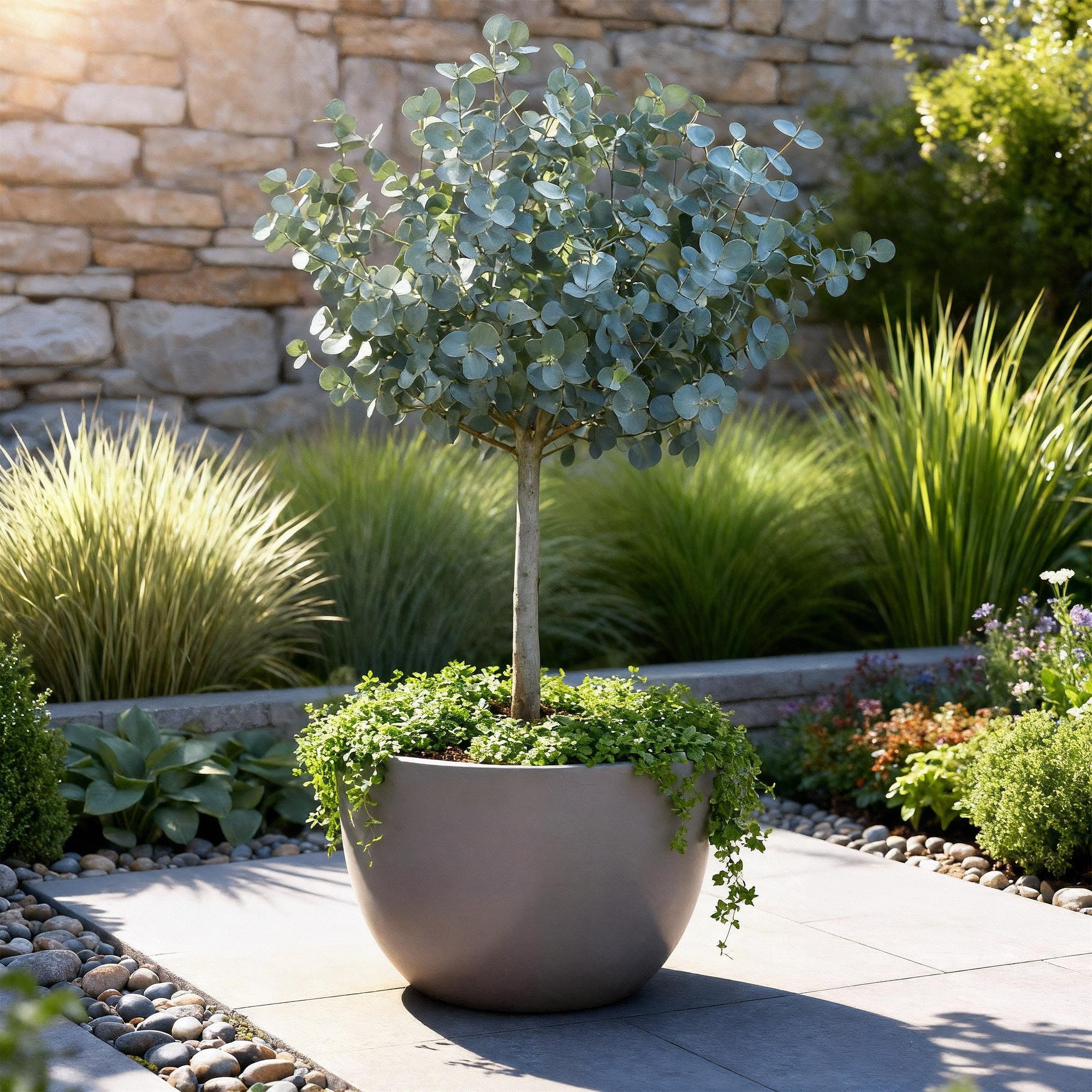 Pianta a stelo Eucalyptus gunni Azure terrazza fogliame grigio invernale vaso 19cm altezza 90cm– ComfortXL Green - 5