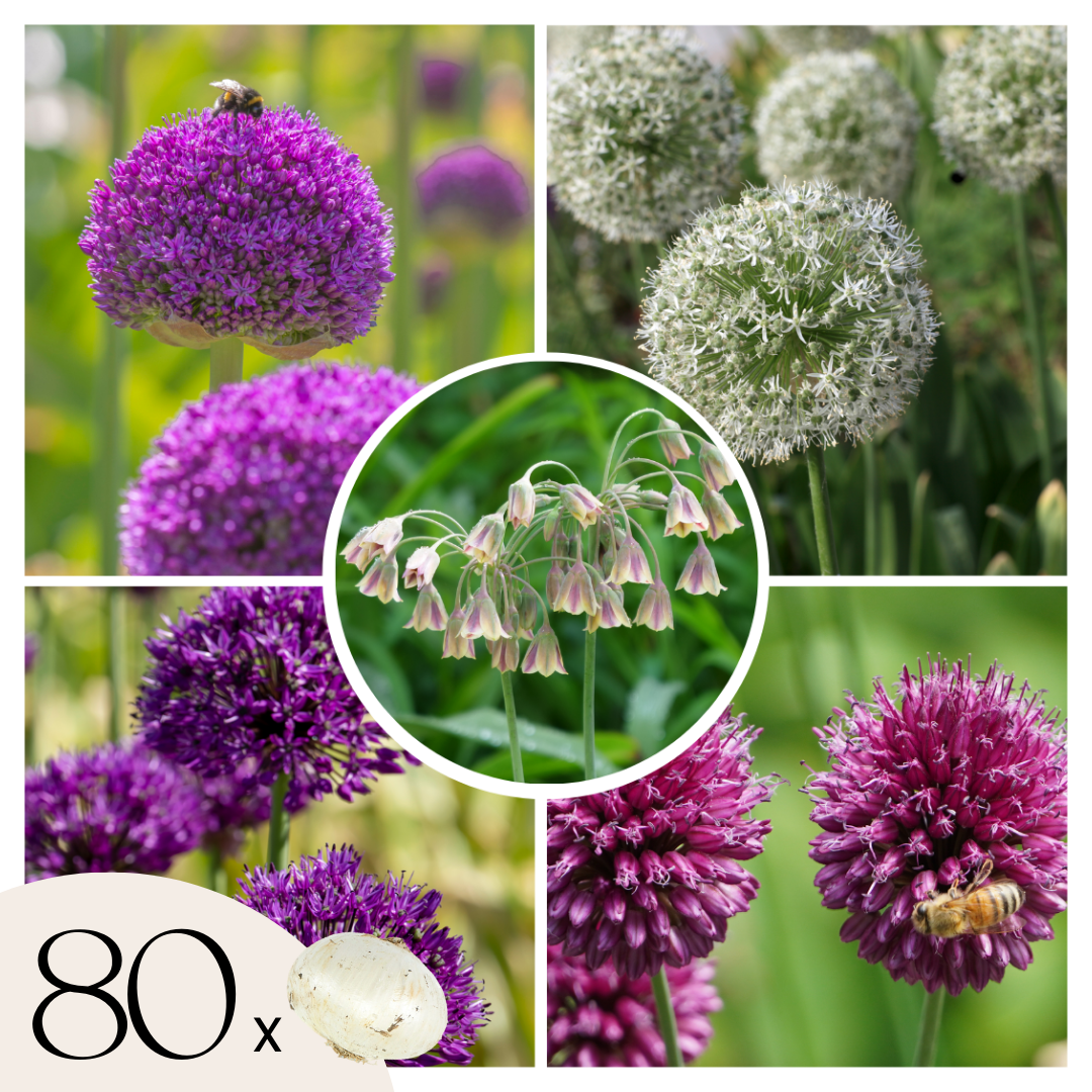 4 Bulbi Di Giglio Orientale (Asiatico) - Perenne Per Giardino, Vasi, Decorazione