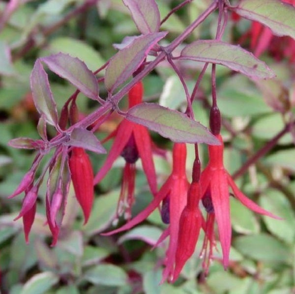 6 x Fuchsia de Magellan ' Tricolor' - Fuchsia magellanica 'Tricolor ...