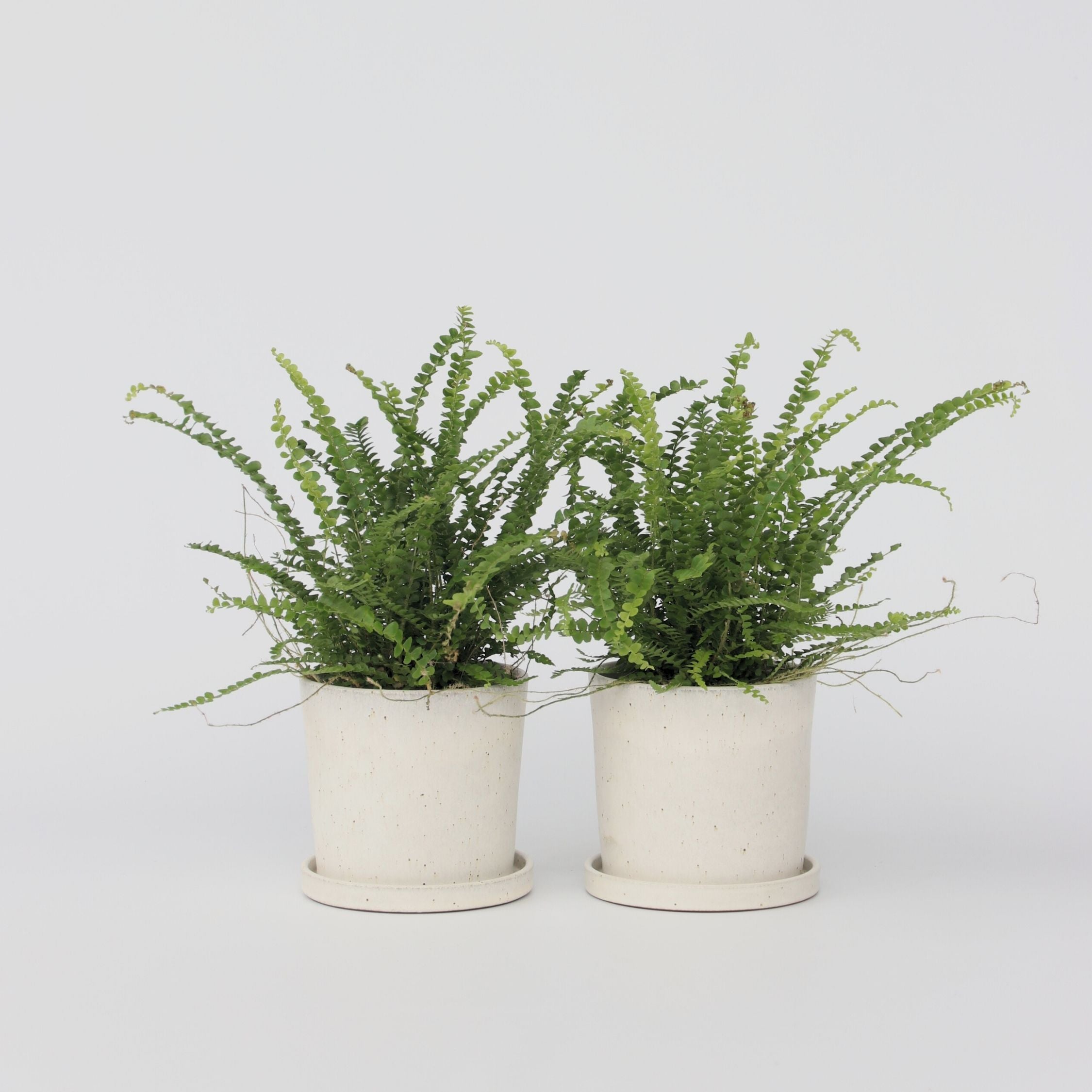 Felce lisca di pesce - 2 Pezzi - Nephrolepis 'Duffii' - Altezza 25-40cm - ⌀12cm - 6