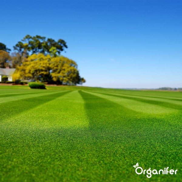 Topdressing Pour Gazon - Mix Avec Mycorhizes Et Rhizobactéries - 50 Litres Pour 50 M2 - Organifer - 7