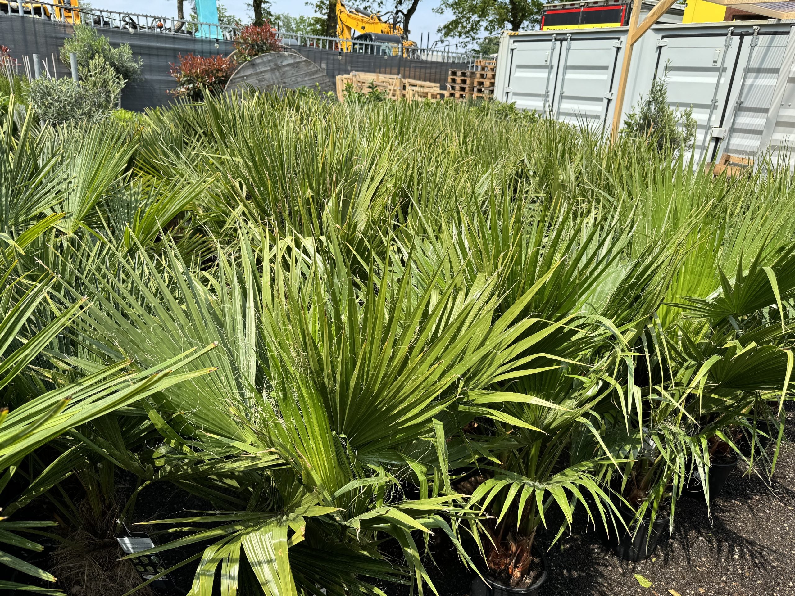 Sunny Tree – Palmier Washingtonia Robusta multi-troncs – 140–160 cm avec pot – Palmier éventail du Mexique - 6