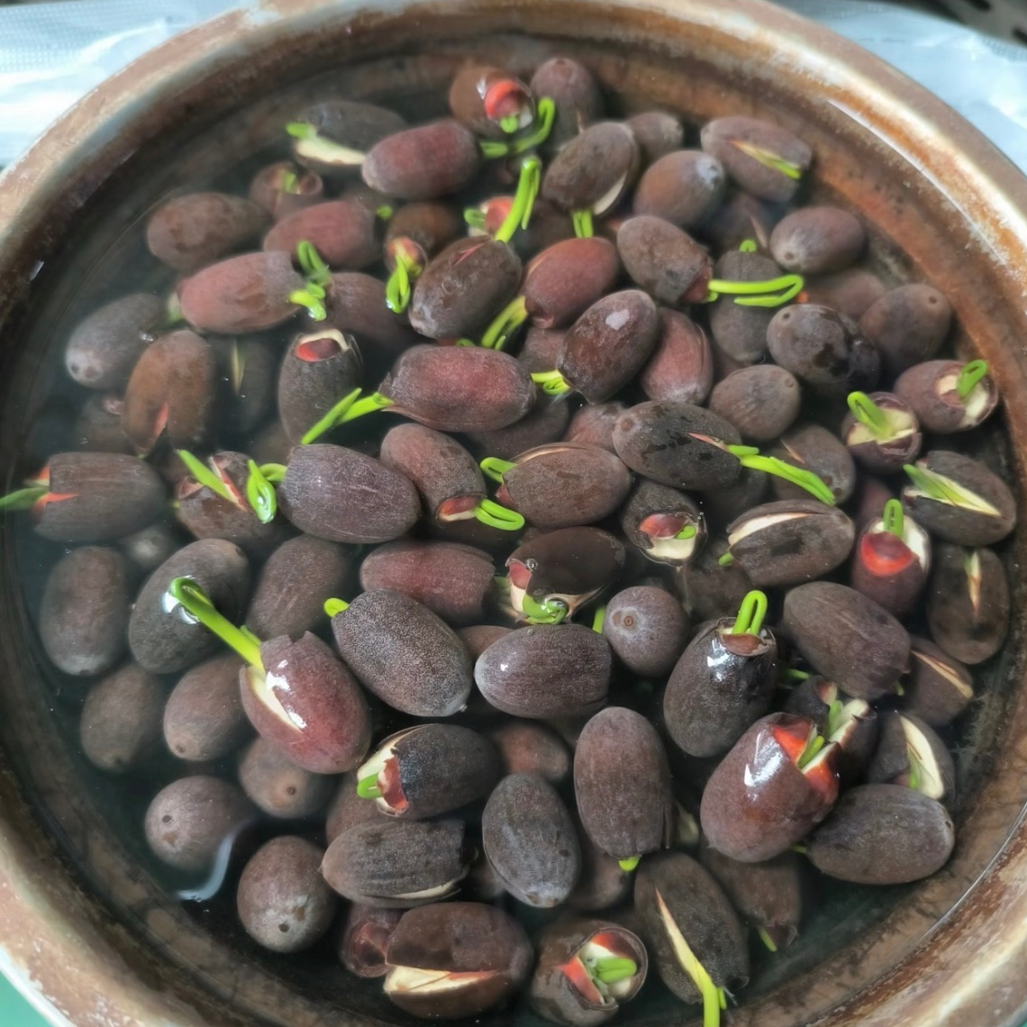 30 graines de lotus, graines de nénuphar multicolores, faciles à cultiver, plantes hydroponiques pour toutes les saisons, pour bassin et jardin. - 5