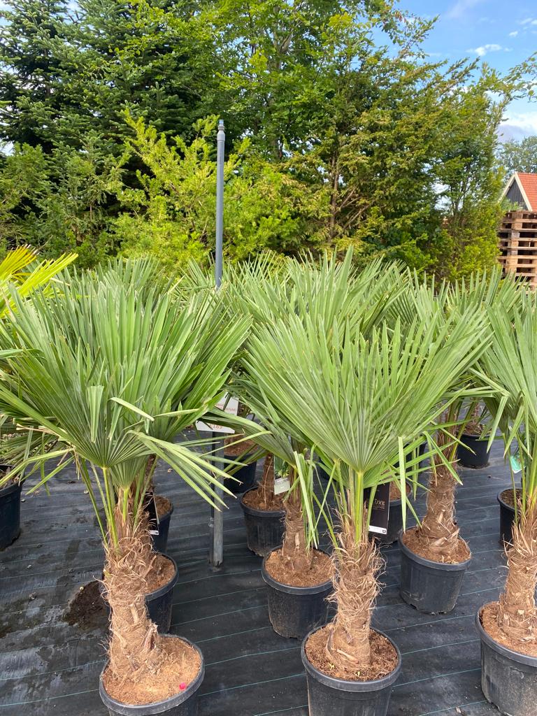 Sunny Tree - Palmier - Trachycarpus Fortunei - Palmier en éventail de Chine - Palmier à chanvre - 140-160 cm Pot compris - Hauteur du tronc 30-40 cm - 3