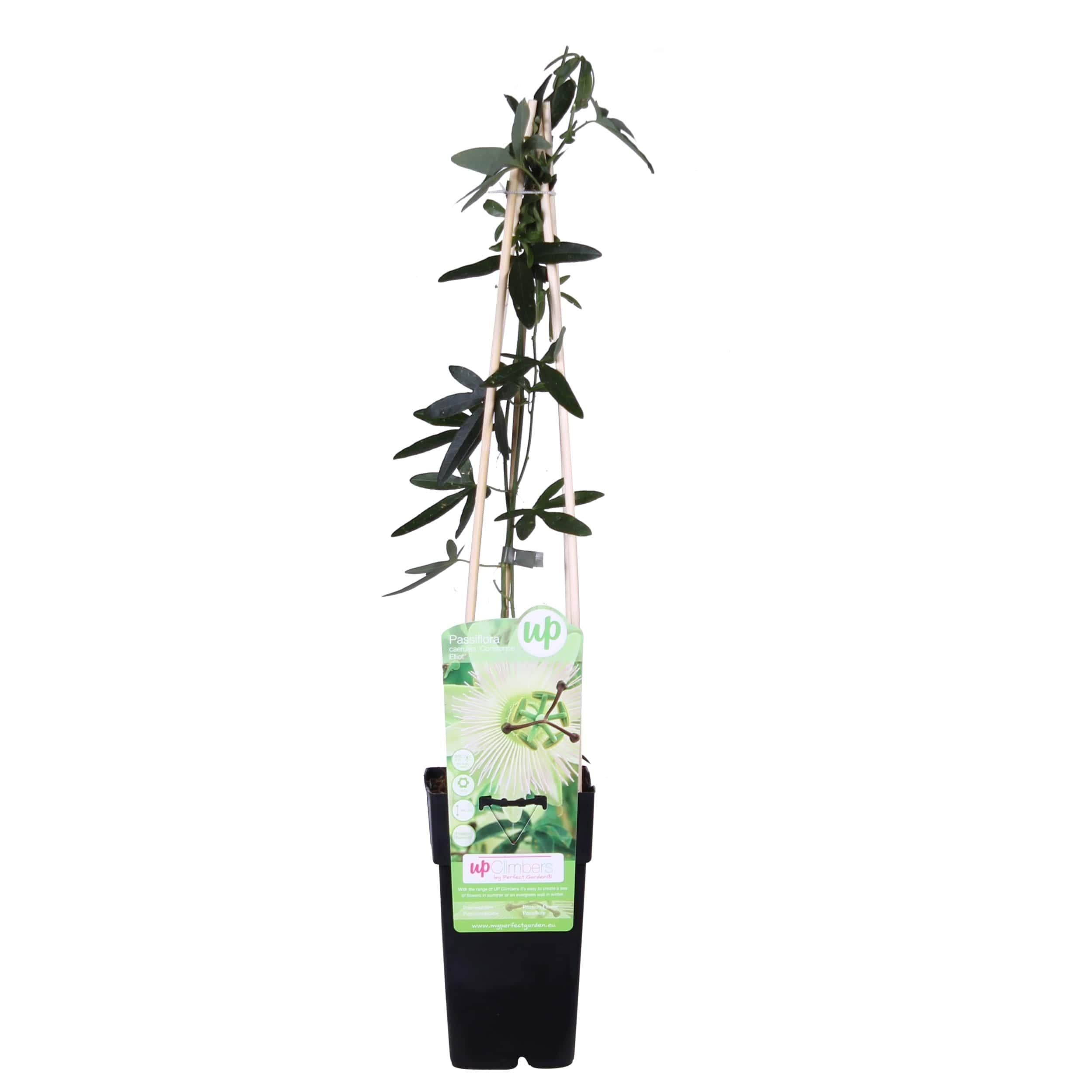 Passiflora White caerulea 'Constance Elliot' - Męczennica biało-kremowa - 15cm - 65cm