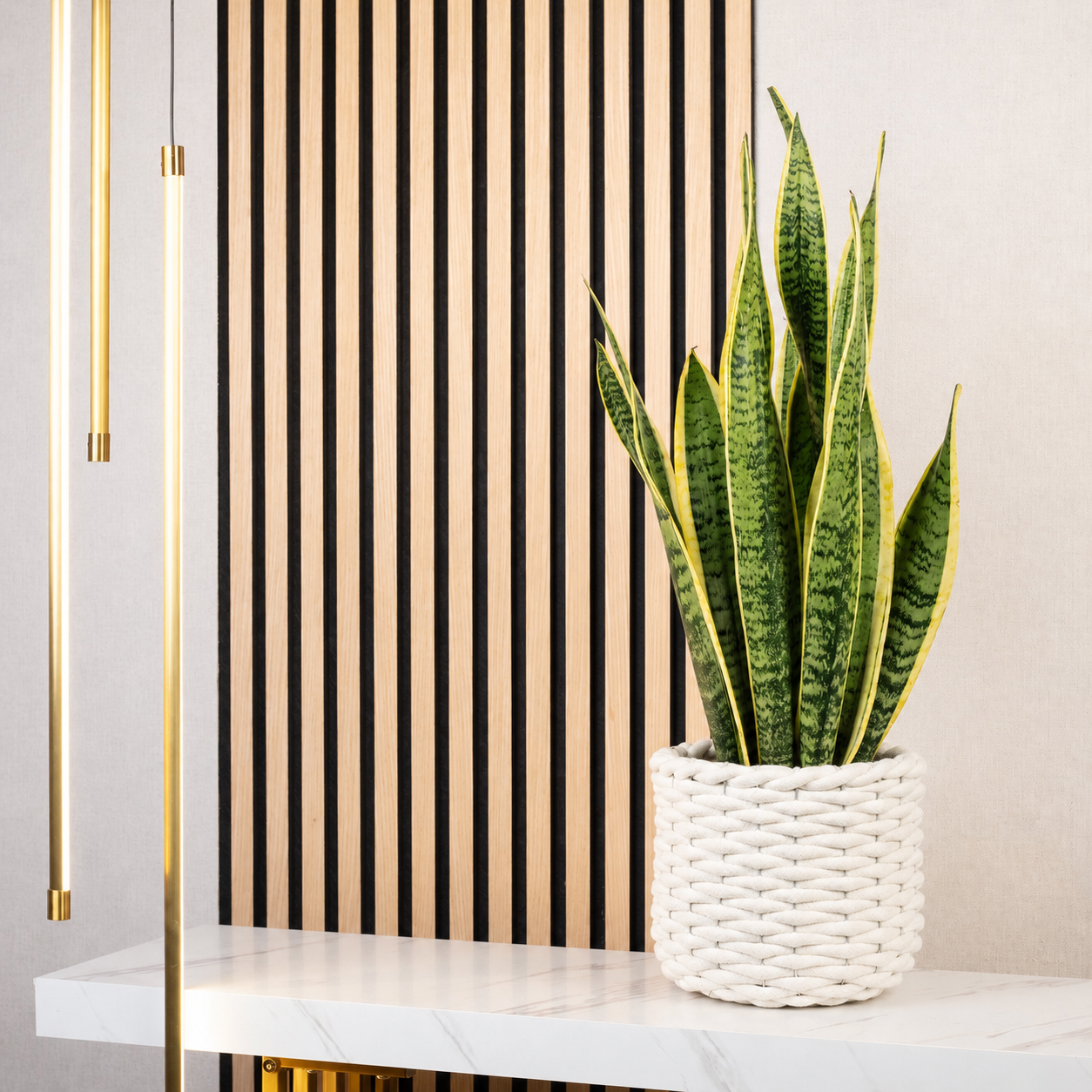 sansevieria twisted Sansevieria Twist  In Succulent Love