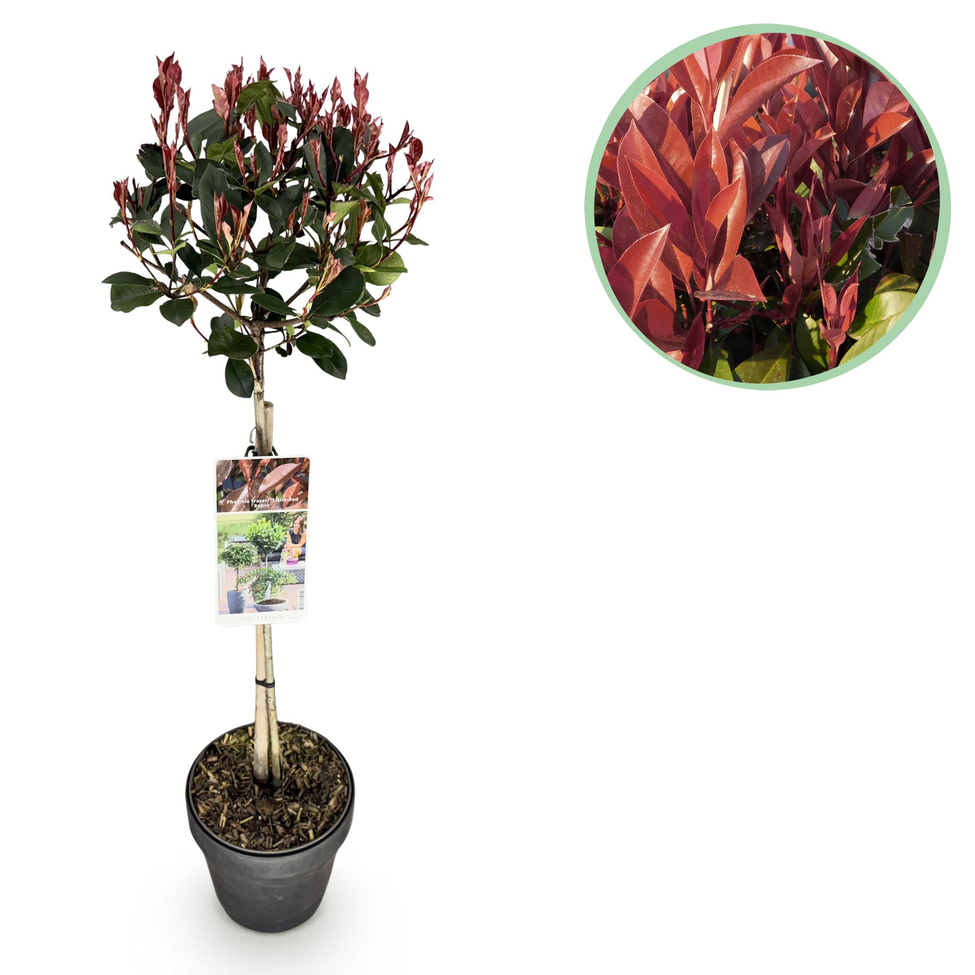 Plante sur tige Photinia fraseri Little Red Robin feuillage vert-rouge  persistant pot 19cm hauteur 90cm ComfortXL Green | Leroy Merlin