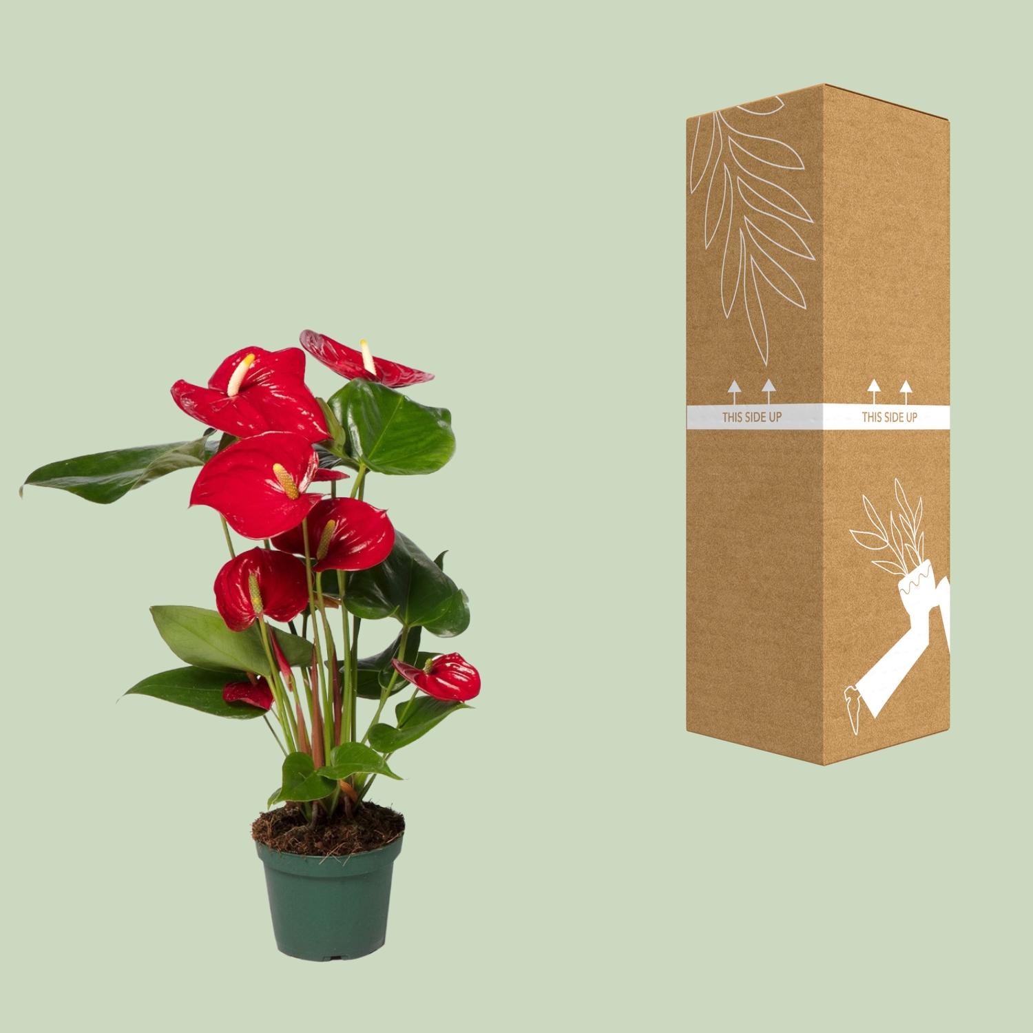 Anthurium Rosso Andreanum Nevada - Pianta da interno 12-17 cm - Altezza 35-55 cm - 3