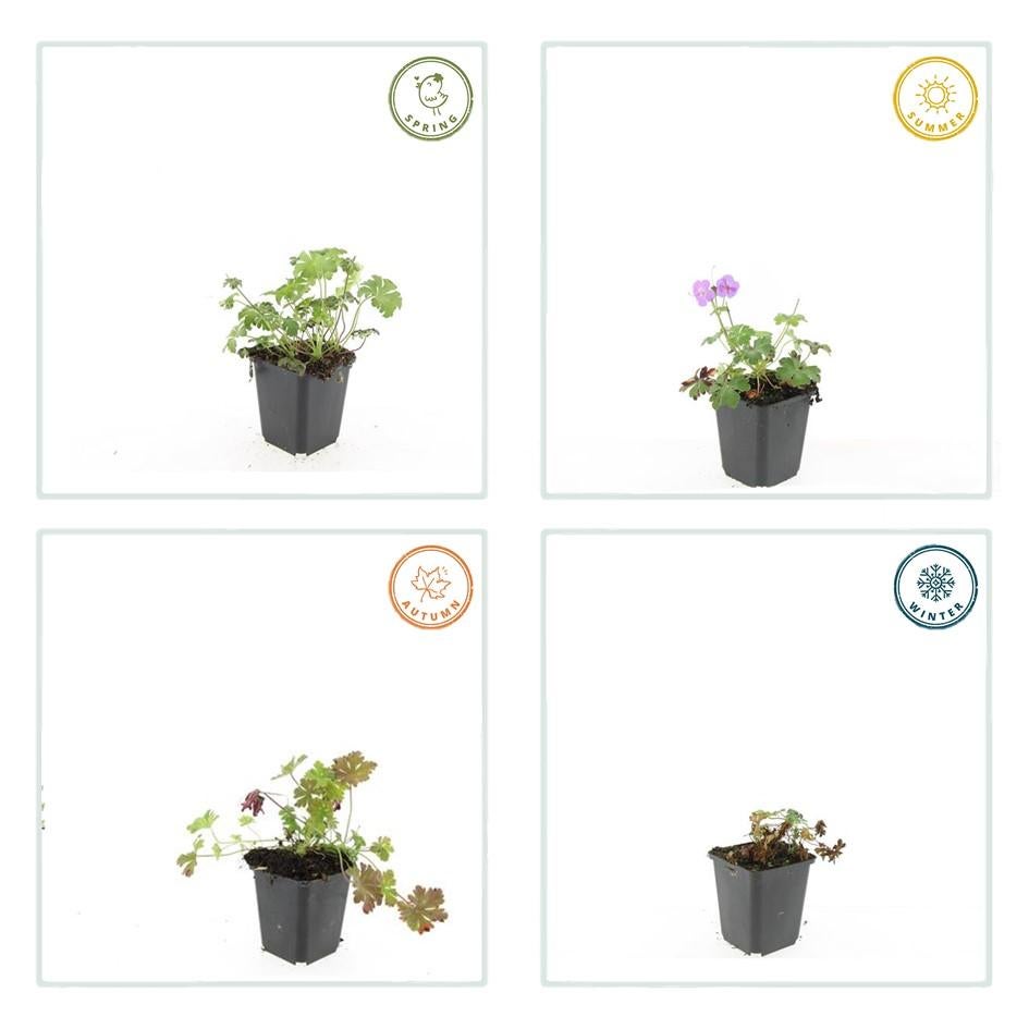 6x Géranium cantabrigiense 'Cambridge' – Plante vivace couvre-sol 10-25 cm – Fleurs roses et feuillage aromatique - 4