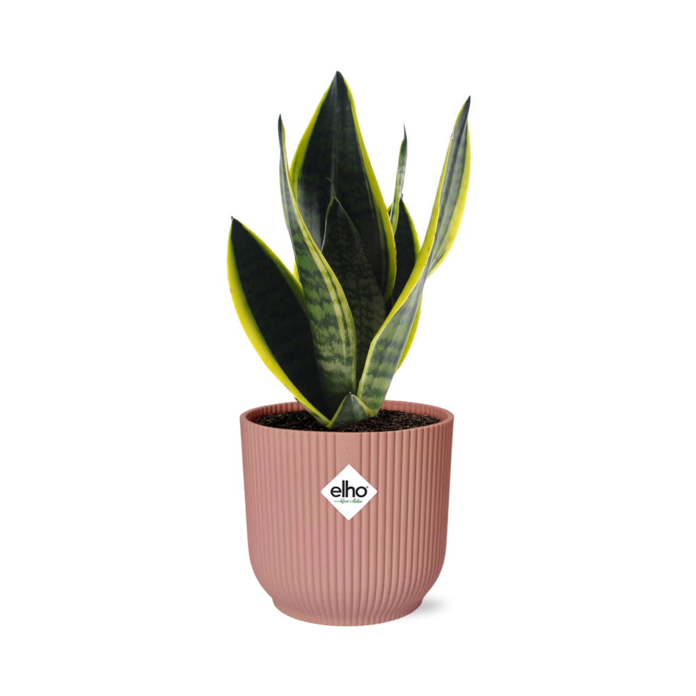 Sansevieria Futura Superba w doniczce ELHO Vibes Fold Ø14cm Różowa – Roślina doniczkowa