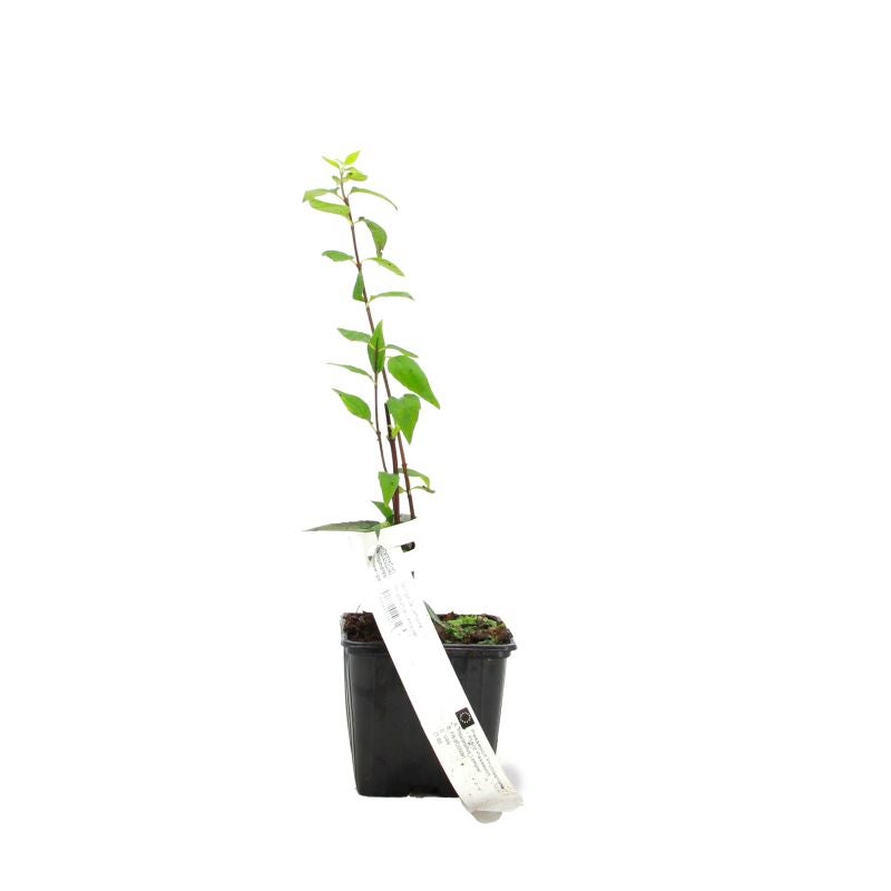 Seringat de Lemoine (Philadelphus 'Lemoinei') - Godet - Taille 20/40cm - Pépinières Naudet - 2