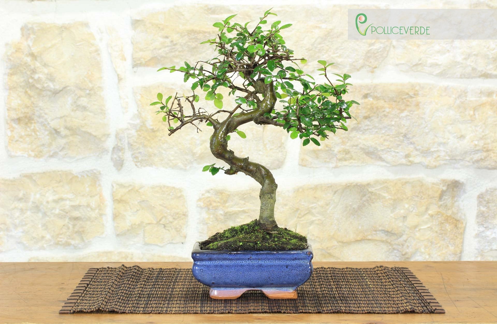 Bonsai di Olmo Cinese vaso cm. 15 - 3