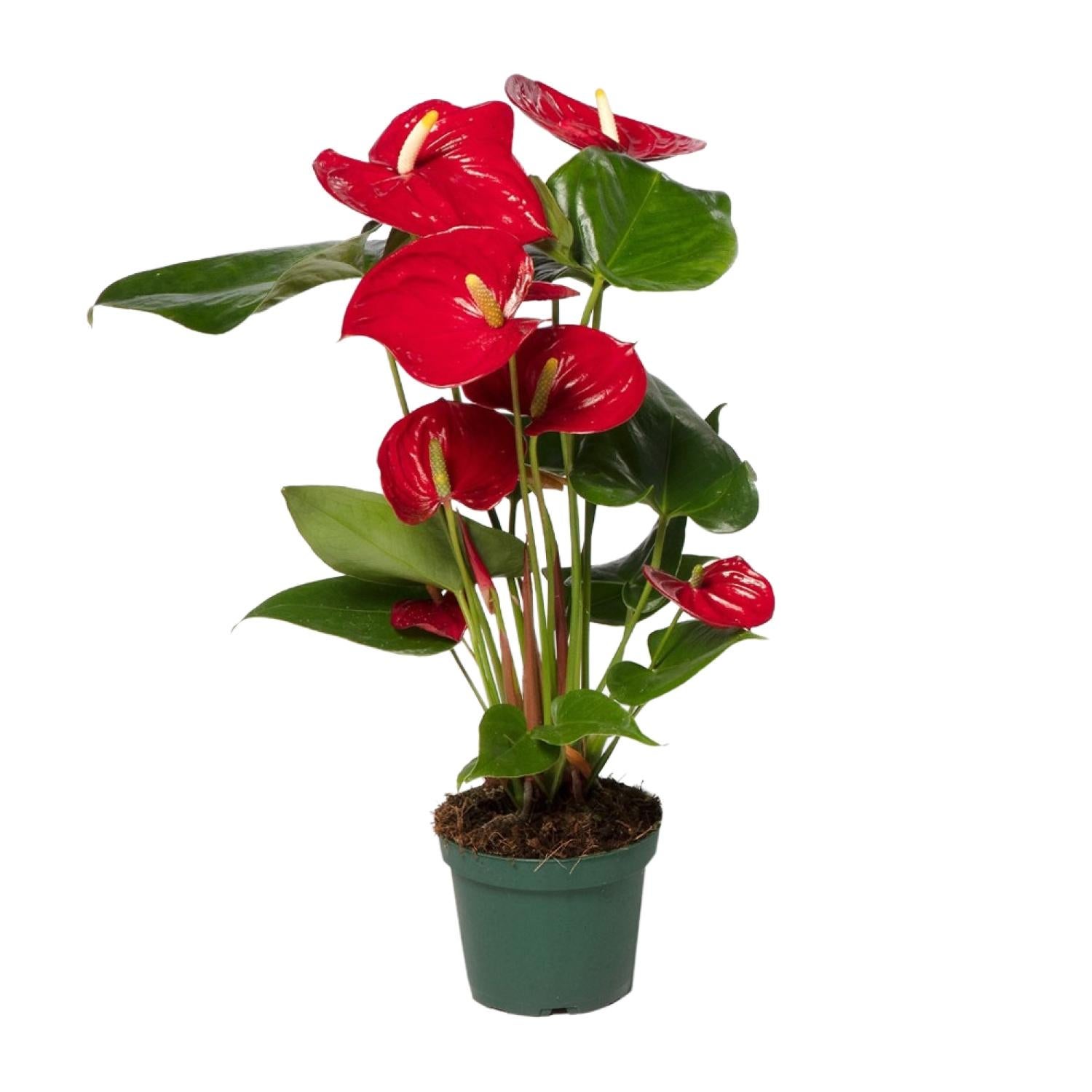 Anthurium Czerwone Andreanum Nevada - Roślina doniczkowa 12-17 cm - Wysokość 35-55 cm