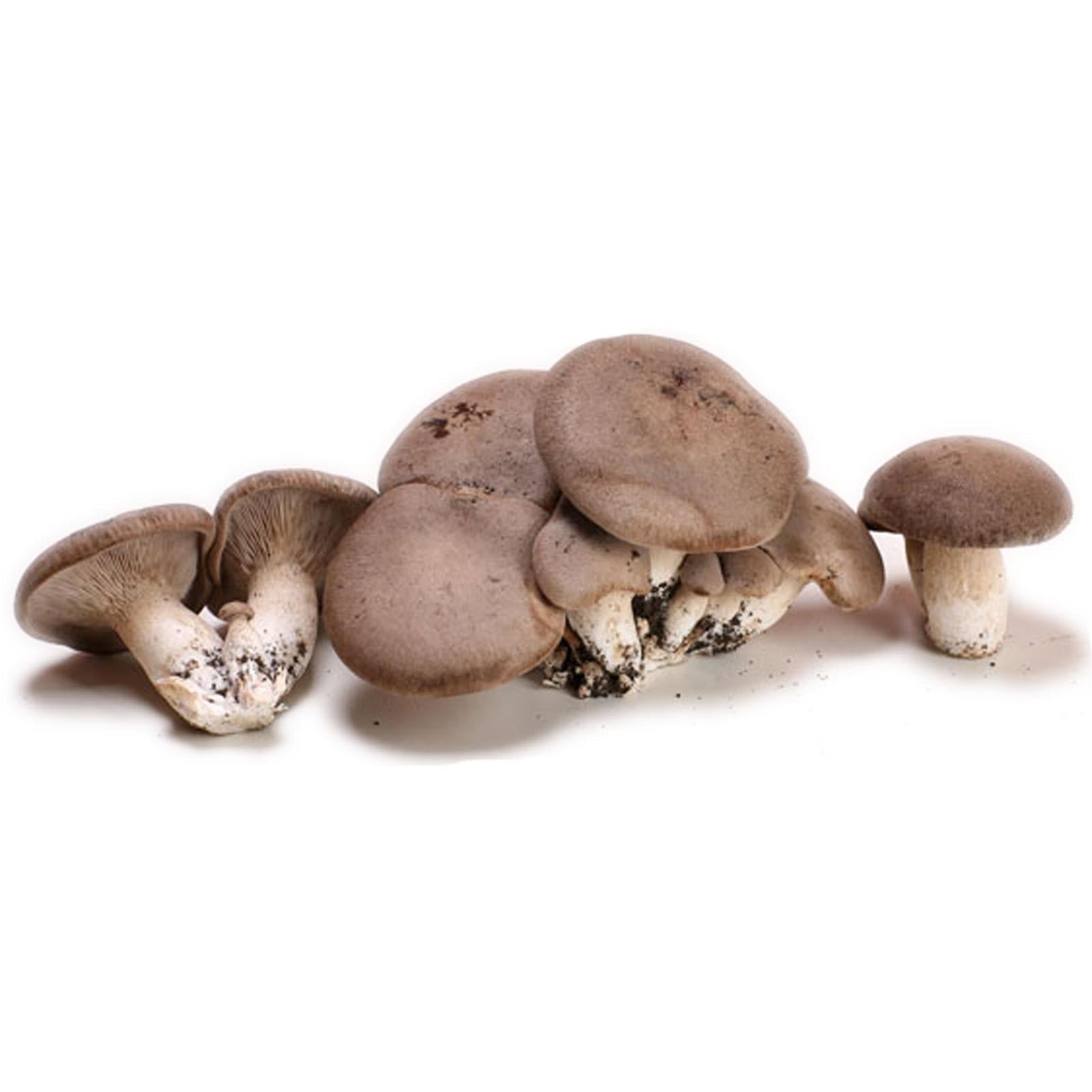 Champignons Ballet Cardoncelli, souche Pleurotus Eryngii, production — free download