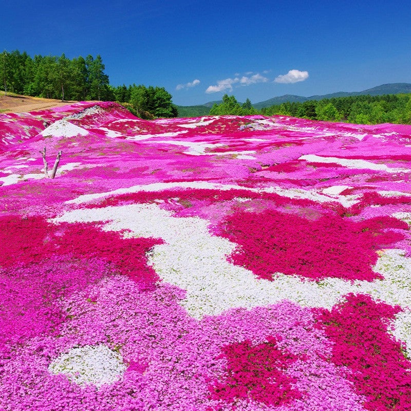 Un lot de 1&nbsp;000 graines de phlox rose Shibazakura, résistantes à l'hiver, idéales pour les jardins et les balcons. - 5