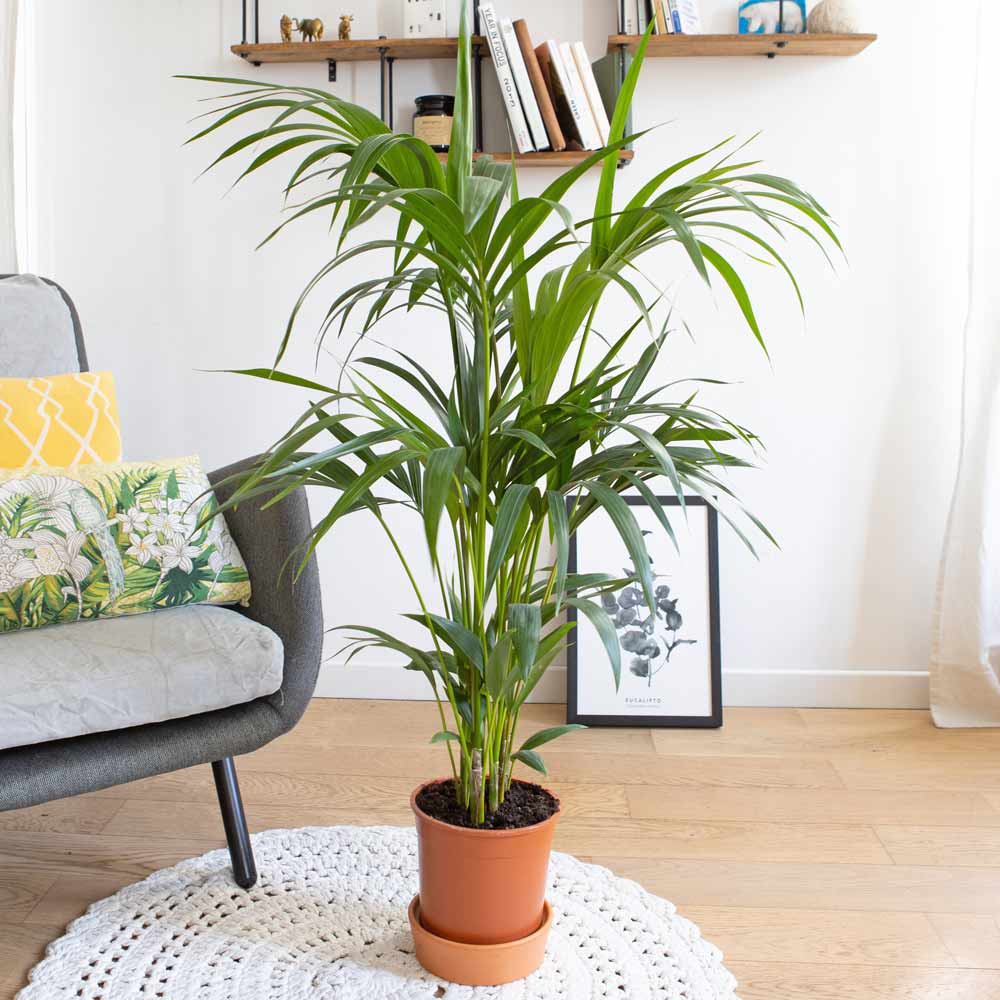 Palmier D'intérieur : Kentia Sans Cache-pot