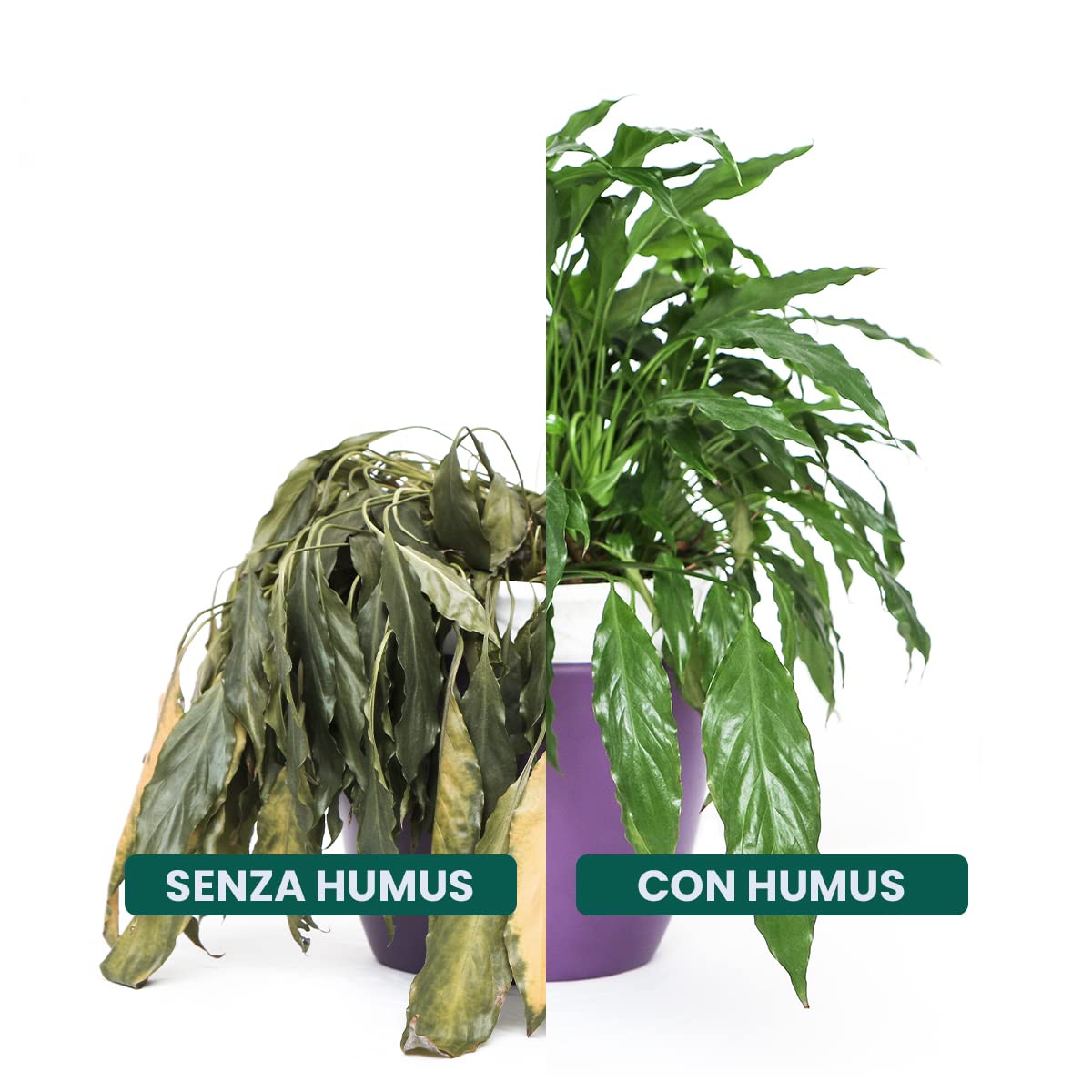 Humus di lombrico, da 3,5 litri - per 50 mq - 3