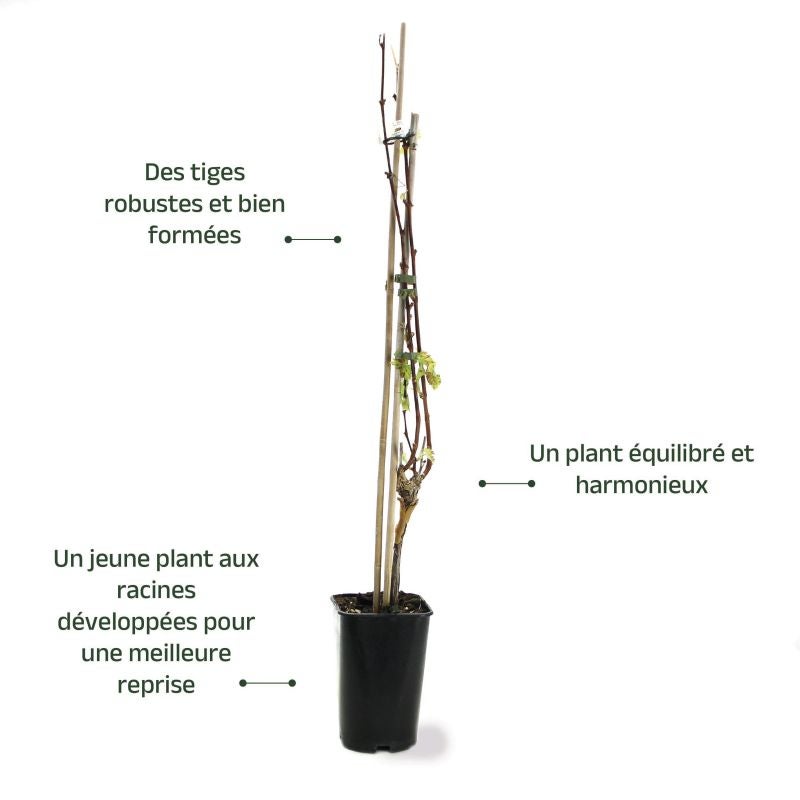 Vigne 'Chasselas roi des Précoces' (Vitis vinifera 'Chasselas roi des Précoces') - Conteneur 3L - Taille 30/60cm - Pépinières Naudet - 4