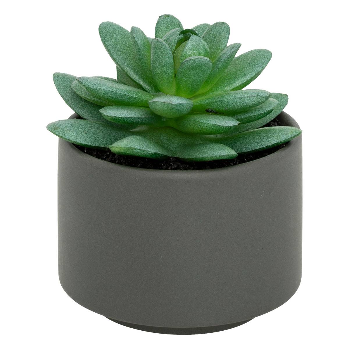 Atmosphera Pianta Grassa In Vaso, Altezza 13 Cm, Verde, Varietà Anice O Menta, Succulenta Viva Da Interni, Facile Da Curare