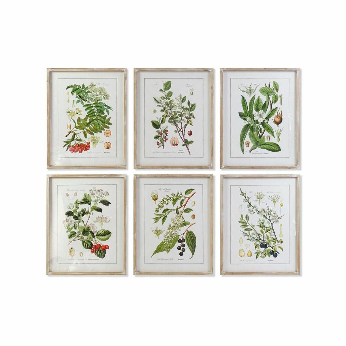 Cuadro dkd home decor 55 x 2 x 70 cm shabby chic plantas botánicas (6 piezas)