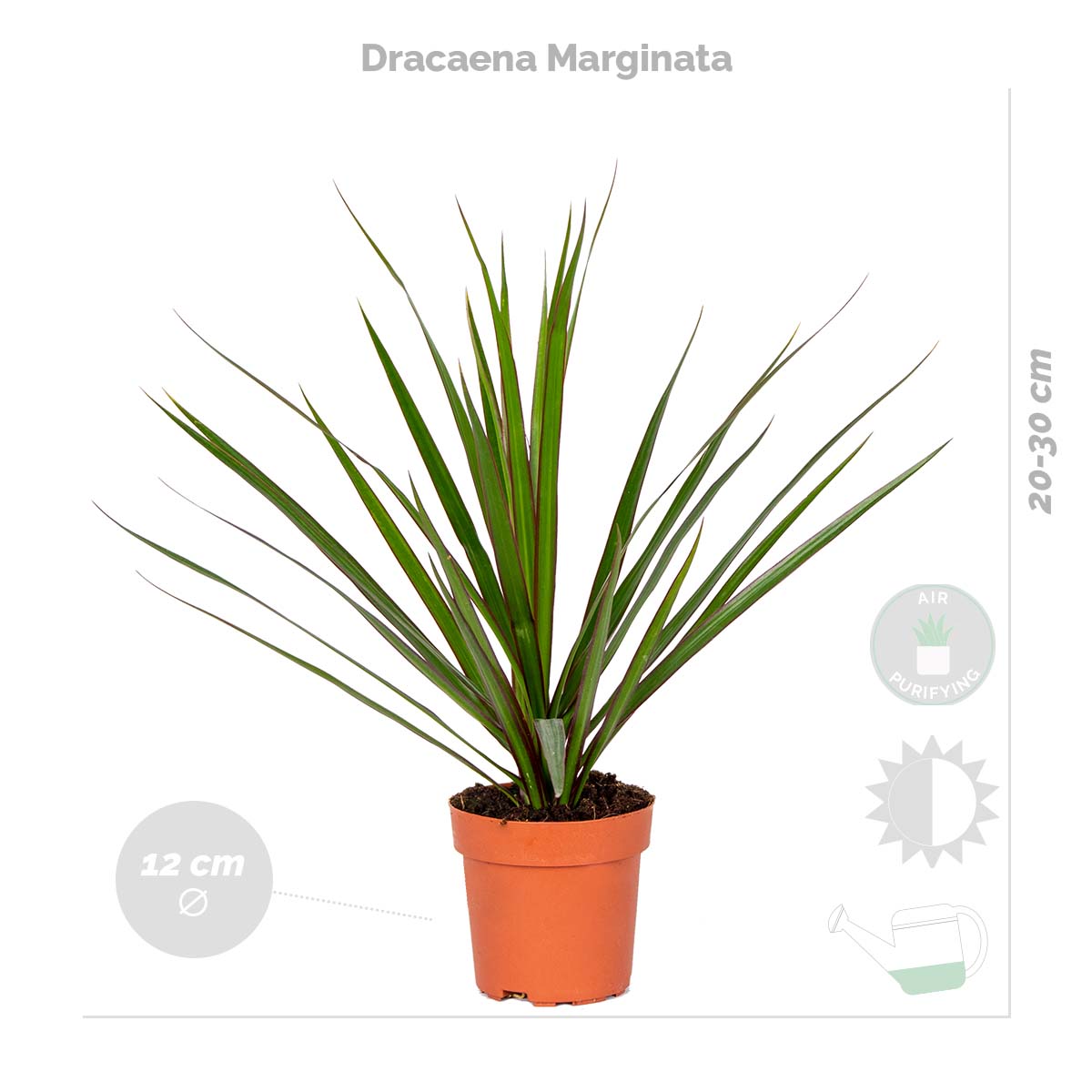 Lot de 4 - Mélange dépolluant - Dracaena, Dypsis, Chamaedorea, Chlorophytum - H. 20-40 cm - P. 12 cm - 5