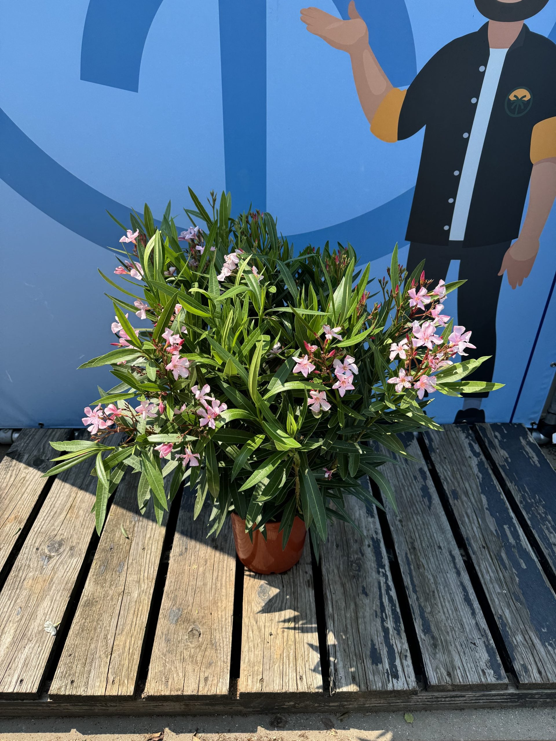Laurier-rose rose - Nerium oleander - 120 cm | Leroy Merlin