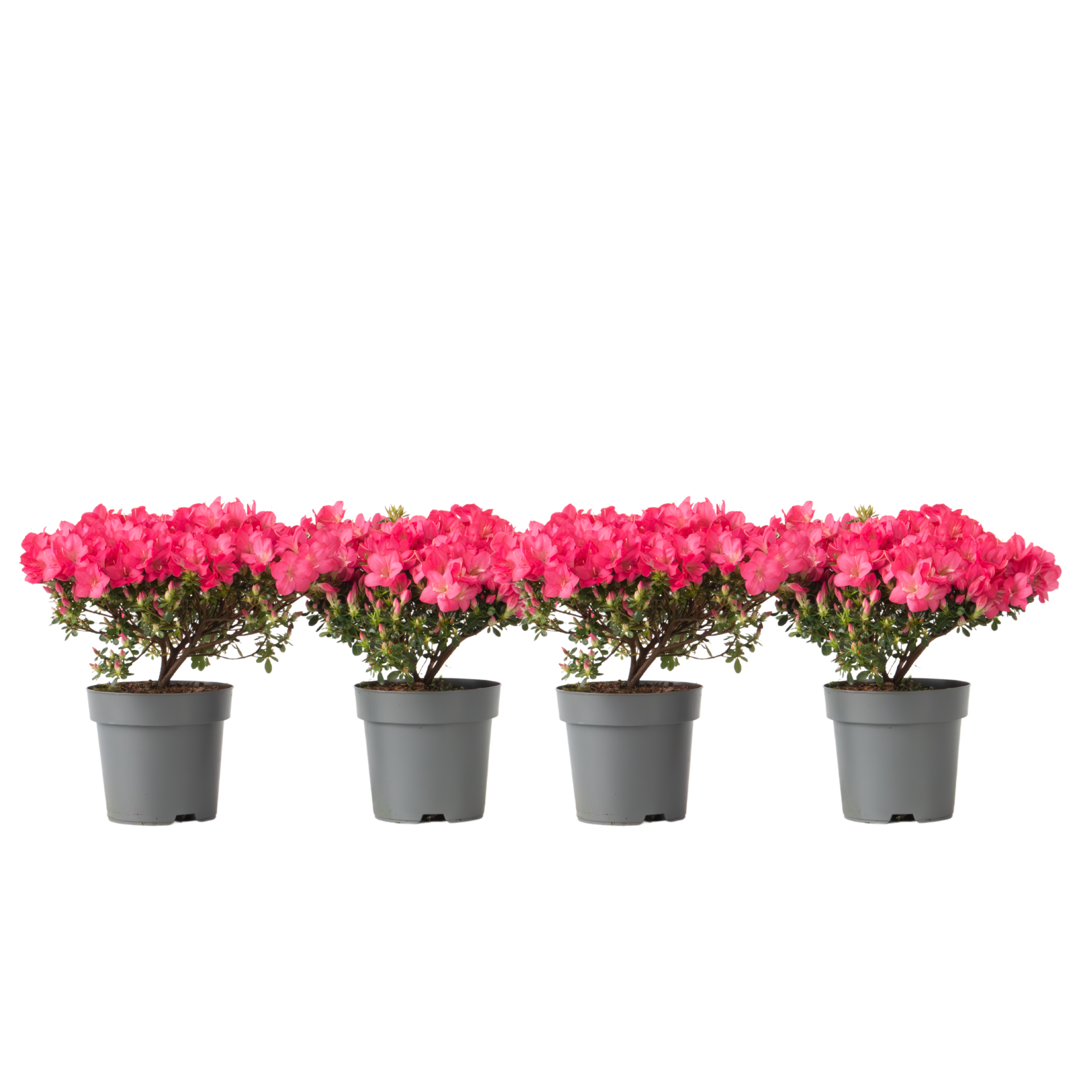 Azalée - Set de 4 - Rhododendron azalea 'Anouk' - Hauteur 25-40cm ...