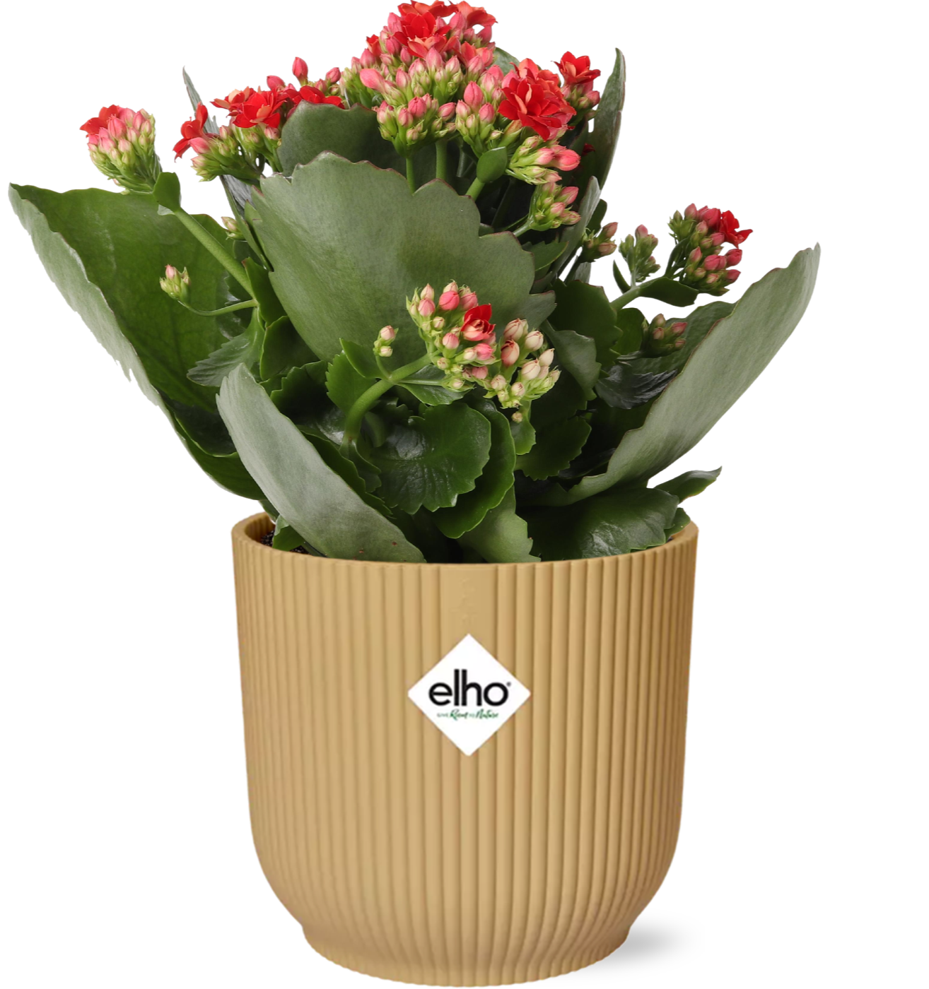 Kalanchoe Rosalina Don Justino czerwony + doniczka ELHO Vibes Fold 14cm żółty sukulent