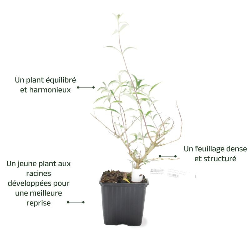 Arbre aux papillons 'Nanho Purple' (Buddleja davidii 'Nanho Purple') - Godet - Taille 10/15cm - Pépinières Naudet - 4