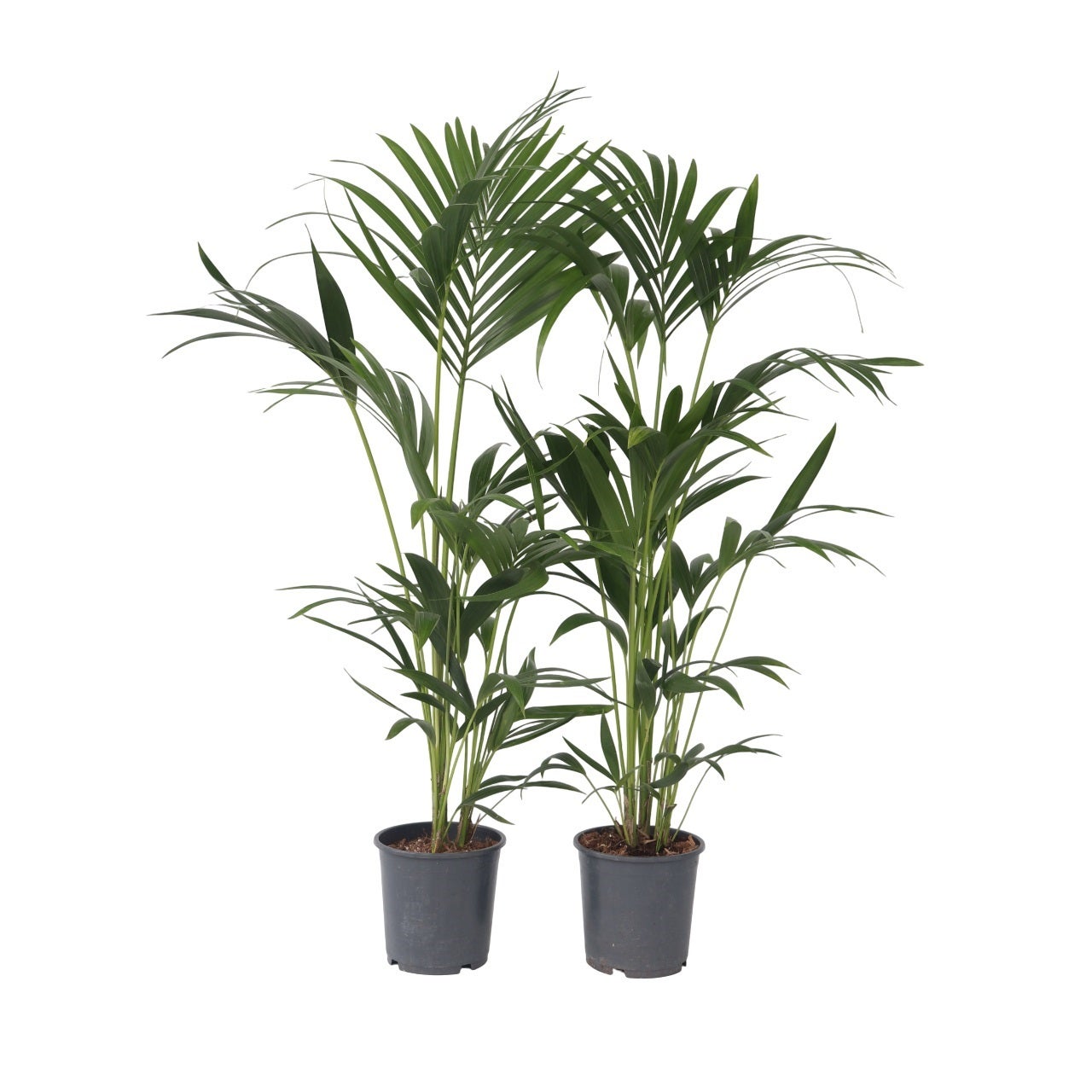 Palmiers Leroy Merlin