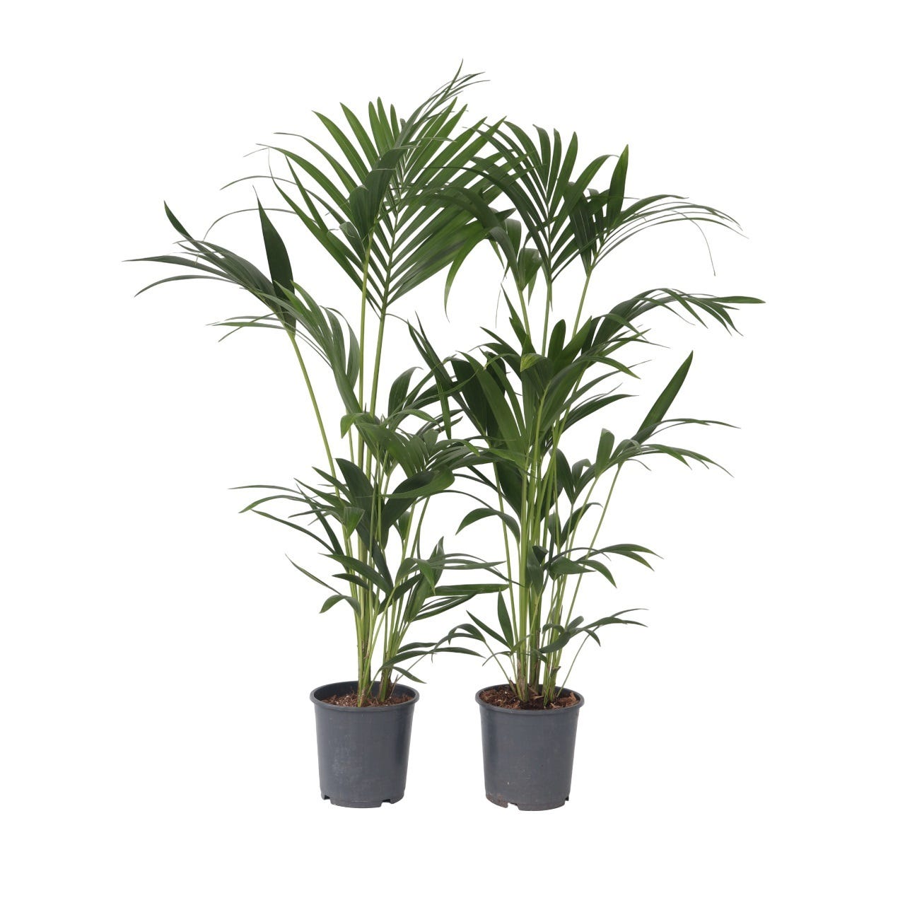 Strelitzia Nicolai - Plante Verte Interieur Vivante - Plante Oiseau Du Strelitzia Nicolai - Plante Verte Interieur Vivante - Plante Oiseau Du