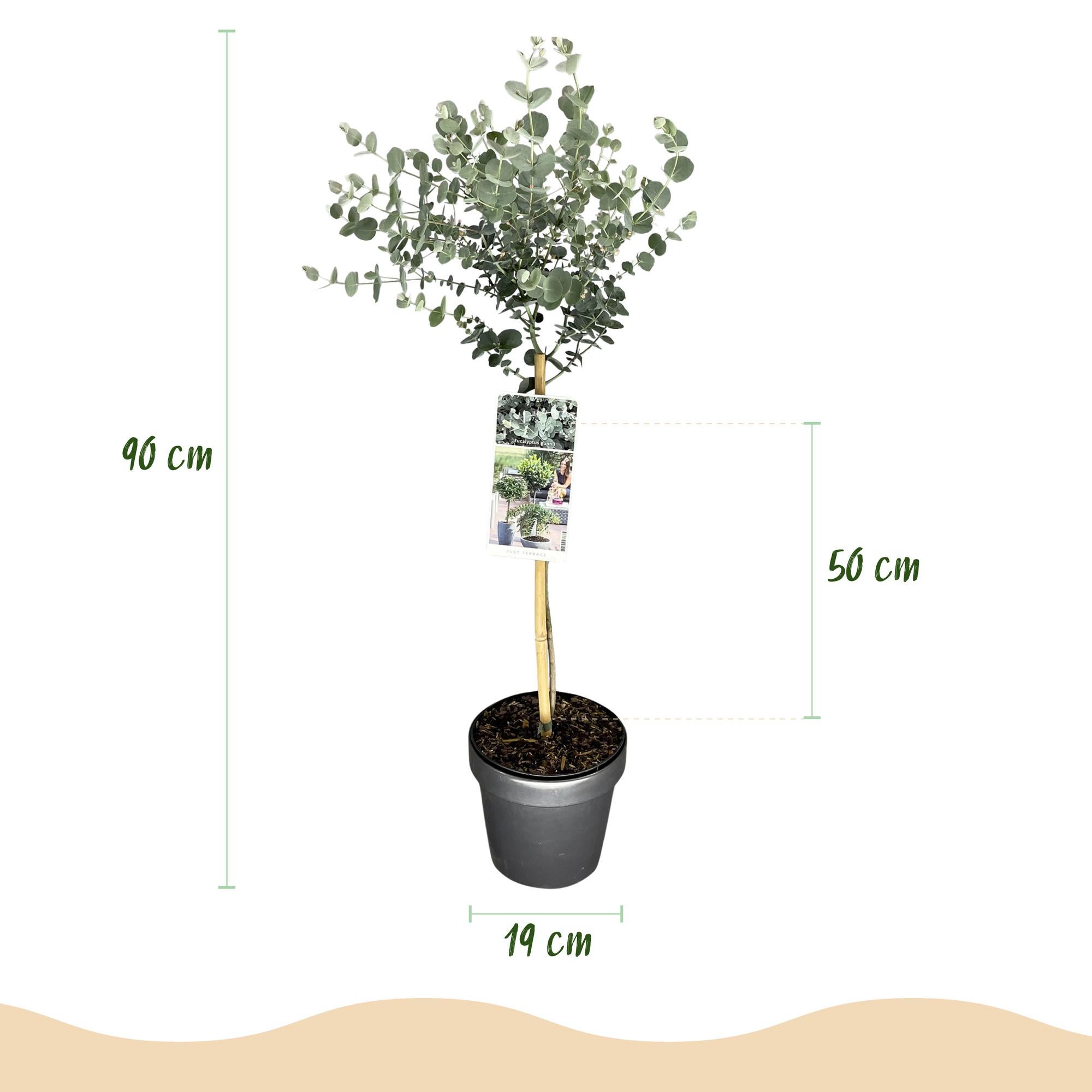 Pianta a stelo Eucalyptus gunni Azure terrazza fogliame grigio invernale vaso 19cm altezza 90cm– ComfortXL Green - 3