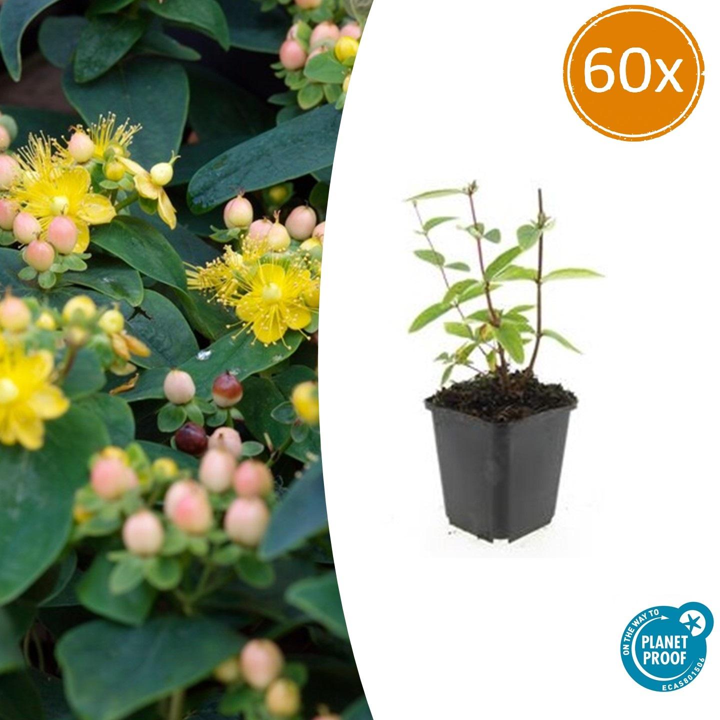 Hypericum inodorum 'Rheingold' Plante vivace - Taille 10-25 cm - Pot Ø9 ...