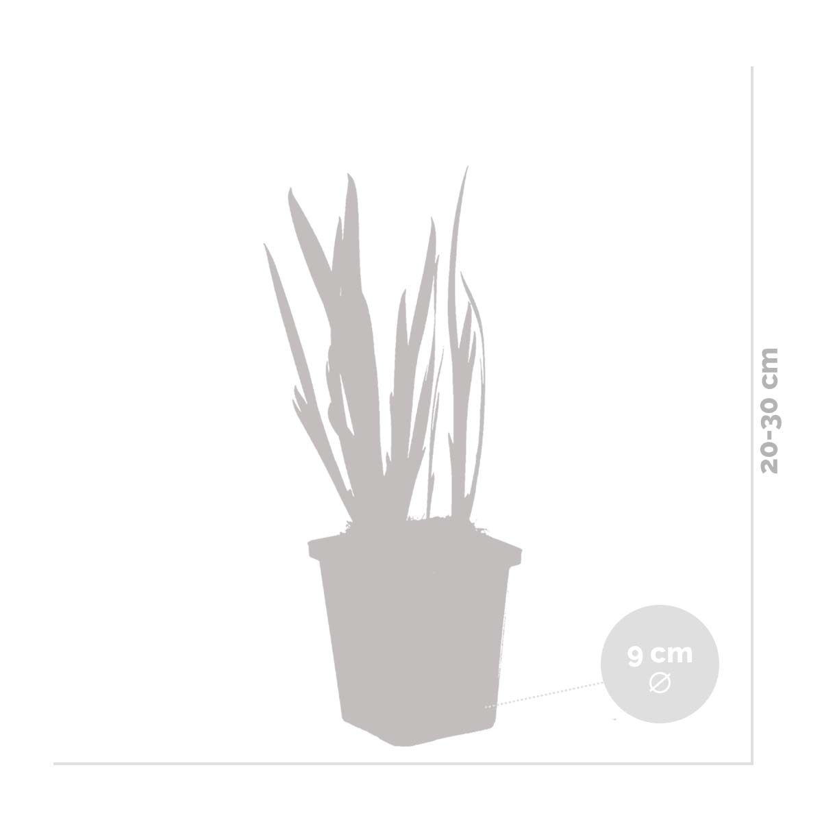 Iris Kaempferi - Iris du Japon - Violet - Plantes de bassin - H. 20-30 cm - P. 9 cm - 3