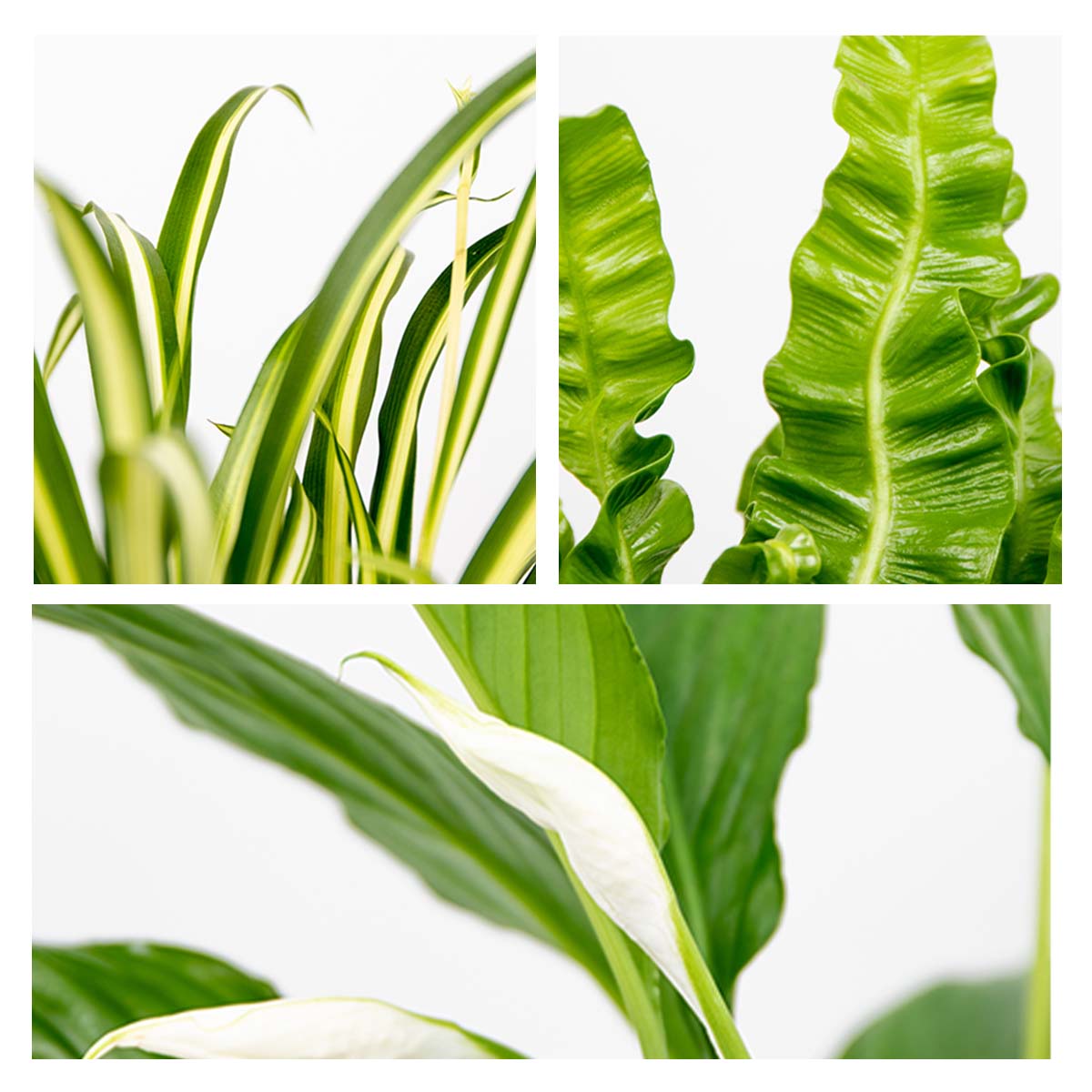 Lot de 3 - Mélange pour la salle de bain - Spathiphyllum, Asplenium, Chlorophytum - Dépolluantes - 3
