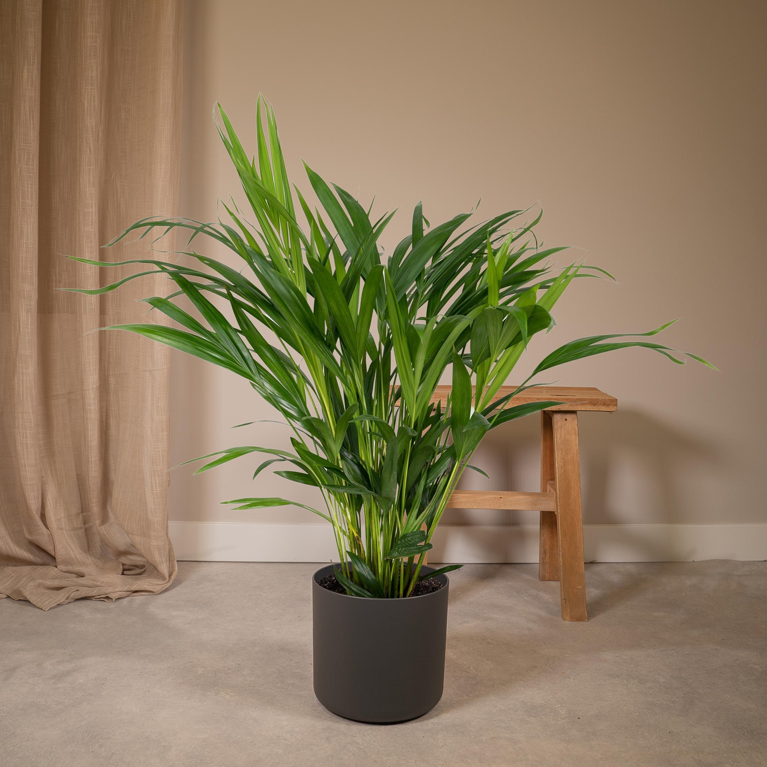Dypsis Lutescens - Palmier Areca 17 cm - Hauteur 60 cm - 2
